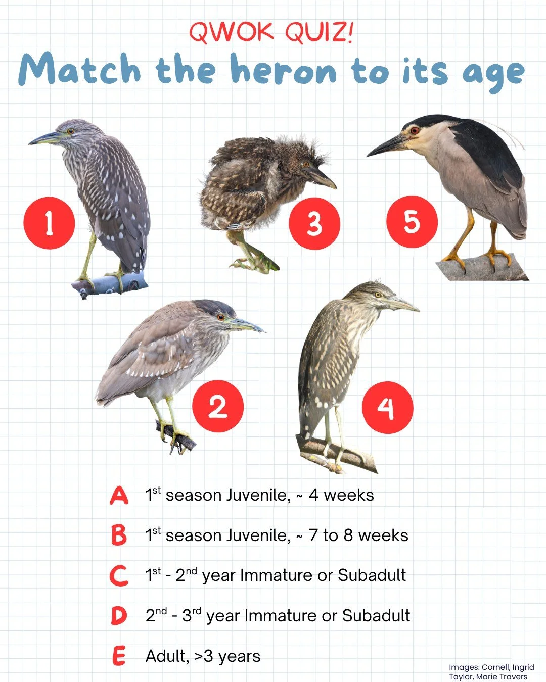 Black-crowned night herons of all ages are exploring Chicagoland and it can be hard to tell apart their age and heron experience. Test your knowledge with this qwok quiz! 🤓 HINT: Pay attention to heads and feather colors 🔍 

Answers in the comments