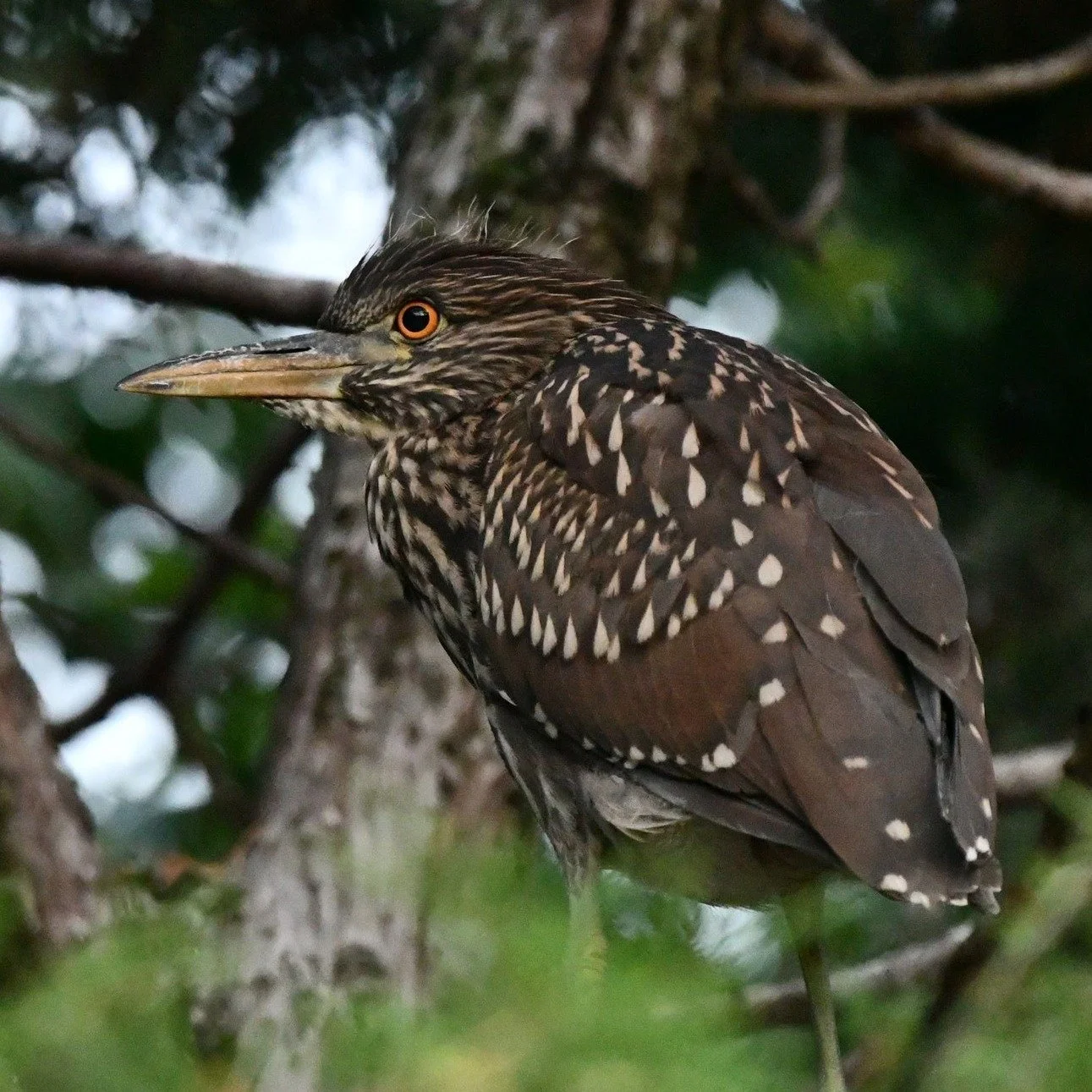 Big thanks to @chicagosuntimes @chicagotribune and @thedailyherald for getting the qwok out over the past few days! 🗞️ ('qwok' is the sound black-crowned night herons make!)

It&rsquo;s been great connecting with so many community members 👋 who are