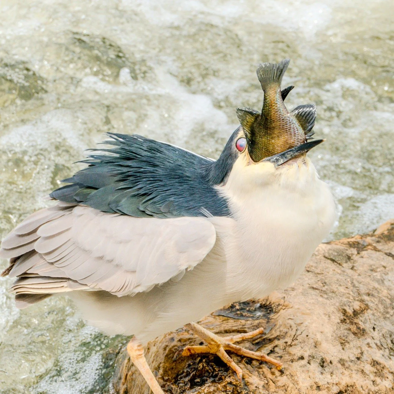 This is essentially live footage of us trying to cram in as many hours of Black-crowned Night Heron watching as possible before the season ends! 🐟 😂
Amazing shot by community member CJ Mac at River Park! There&rsquo;s plenty more to come... 👀 Keep