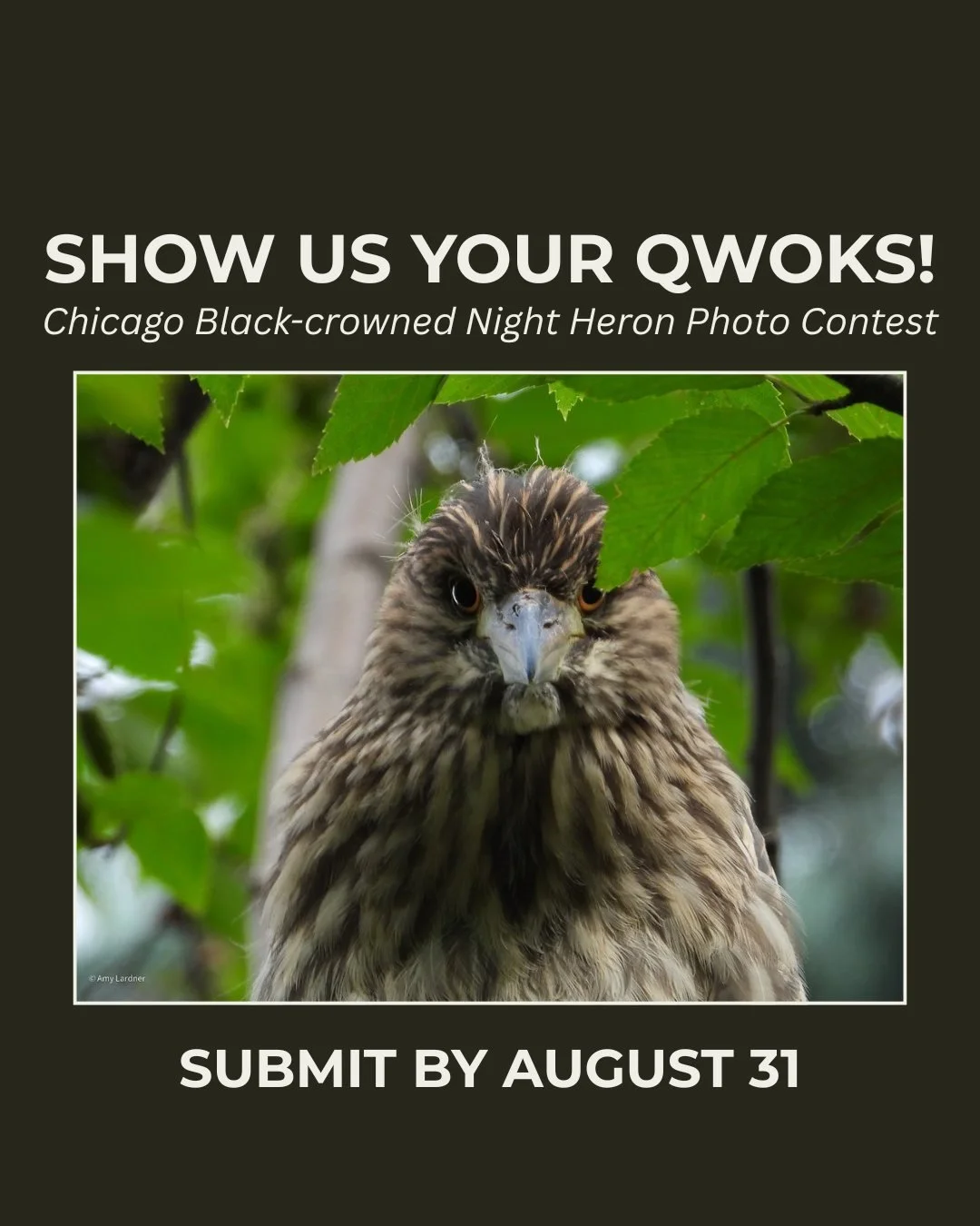 📸 SHOW US YOUR QWOKS!

Got a great Black-crowned Night Heron photo? We want the qwoks. 😂🪶

Juveniles. Adults. Rookery sightings. Neighborhood qwoks. Send &rsquo;em our way!

📅 Submit by August 31!

👉 Enter via the link in our bio.

#ChicagoBirds