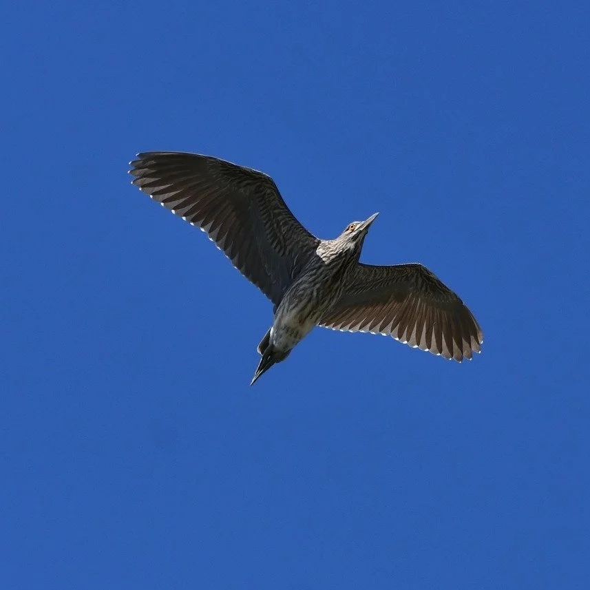 👀 Heron roll call! Where have you seen Black-crowned Night Herons recently? Share with us in the comments!

The Rookery at LPZ is becoming less active, but that doesn't mean the herons are gone! The herons that migrate south don't do so right away, 