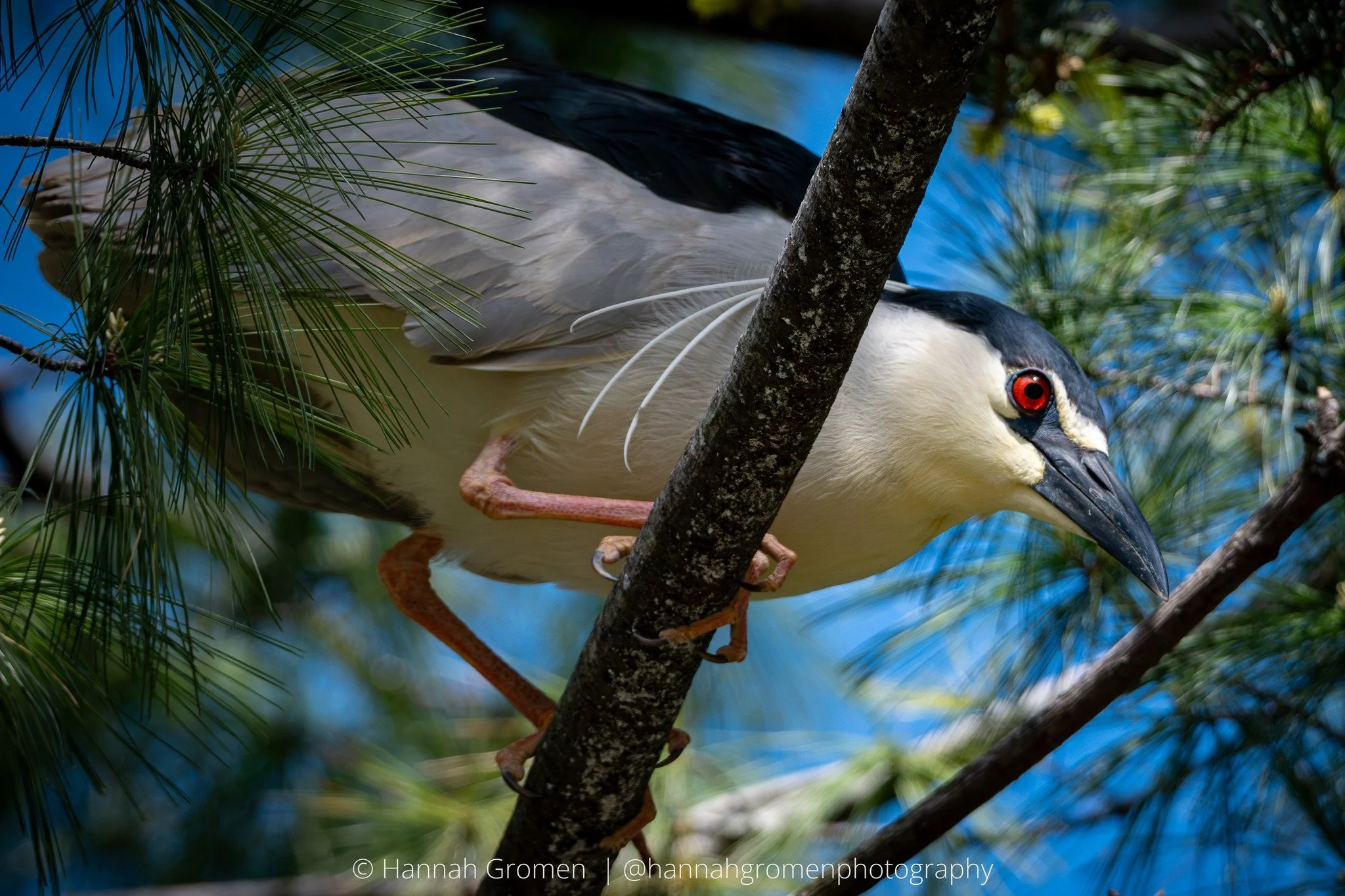 There is still time to Show Us Your Qwoks as part of our first-ever BCNH photo contest! Submit your favorite Black-crowned Night Heron photo by August 31st for a chance to win special prizes! 😍

📸 @hannahgromenphotography 

🔗 Details +entry form a