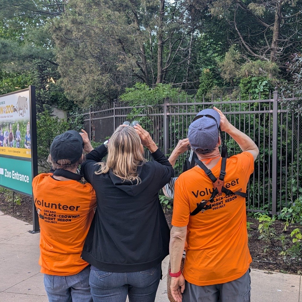 Behold: your Black-crowned Night Heron Ambassadors! 😍🧡 This incredible team of Qwokers (plus a few out foraging) connected with thousands of Chicagoans and visitors during our weekly Rookery Roosts this season. THANK YOU to our volunteers and every