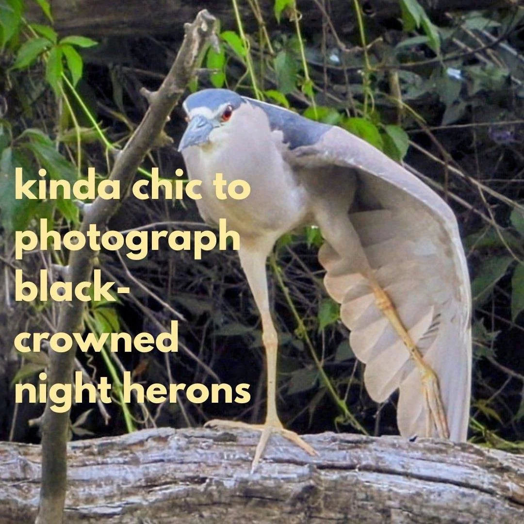 Kinda chic to enter the "Show Us Your Qwoks" photo contest 😏 Open through August 31. Submission form in bio.

📸 @aklardner 

#blackcrownednightheron #chicagophotographer #birdwatching