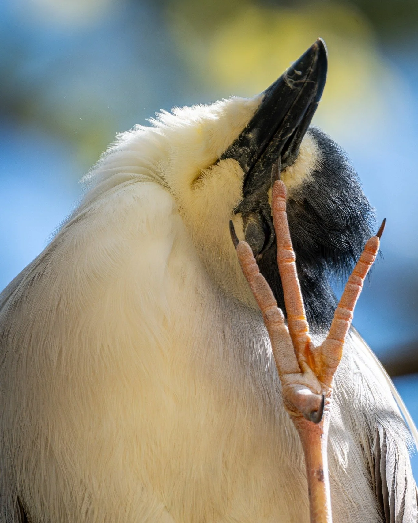 Qwok Alert: Only THREE days left to "Show Us Your Qwoks"! This is not a drill! Submit your photos to our inaugural contest by midnight on August 31. Submission form linked in bio.

📸 @hannahgromenphotography captured this handsome heron!

