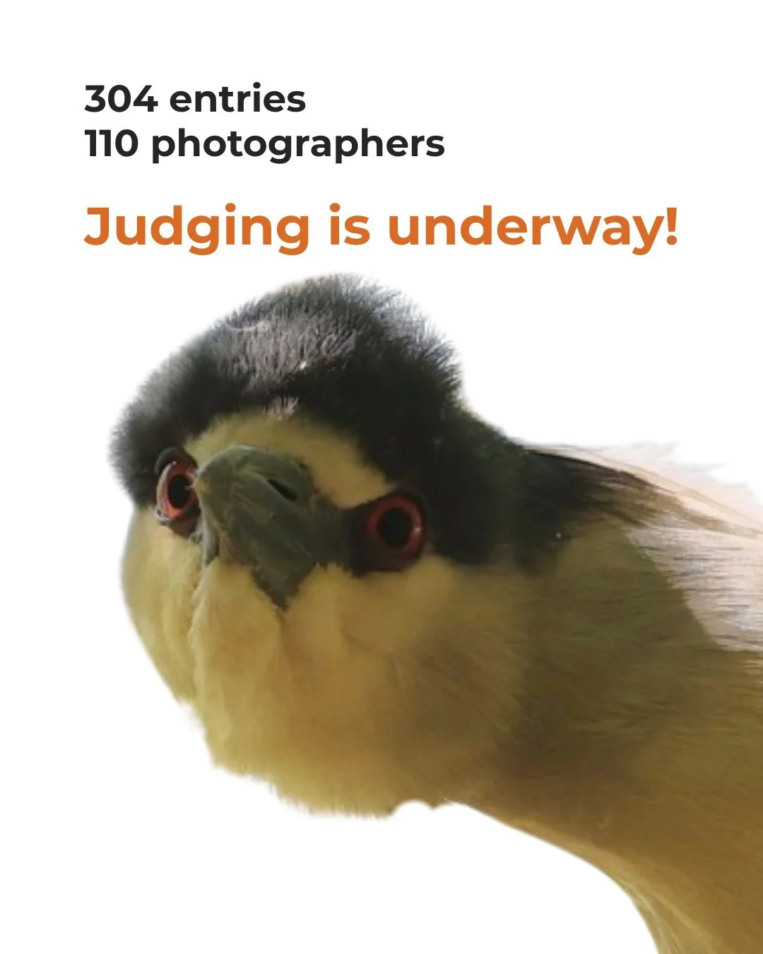 Wow! What a response to Show Us Your Qwoks! 🪶📸

Thank you to everyone who shared their Black-crowned Night Heron photos with us!

Now comes the hard part: judging! With so many wonderful photos, it&rsquo;s not going to be easy.

First, our Arts Pan