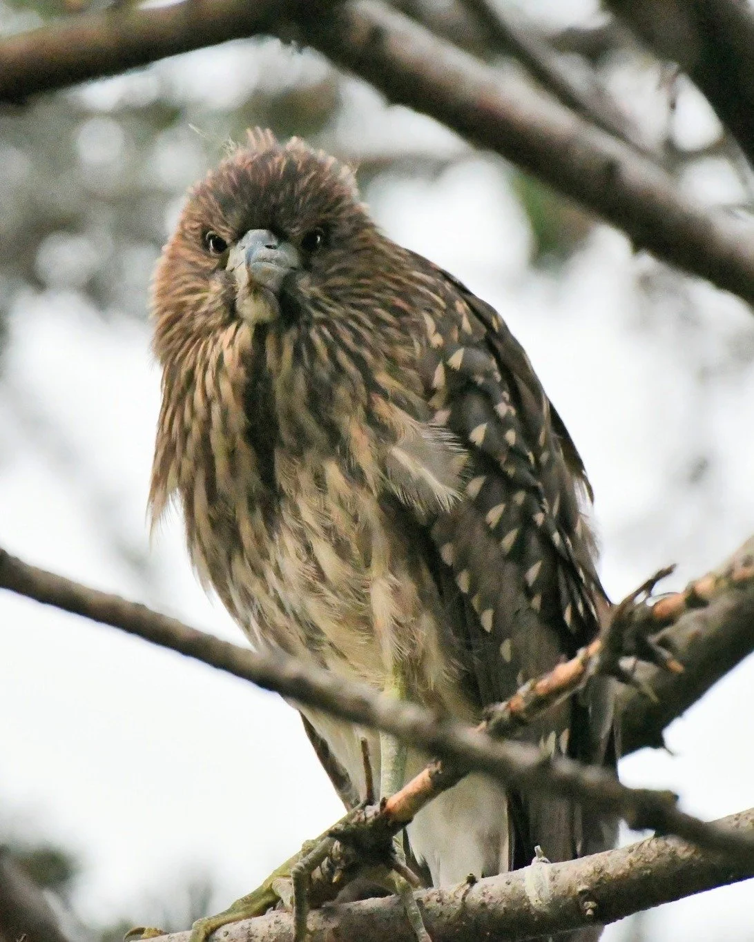THE JUDGES 🧐

You already know this bird is judging you.

So who&rsquo;s joining the judges to pick the winners of our &ldquo;Show Us Your Qwoks&rdquo; photo contest?

Today, you can. Yes, you!

We&rsquo;ve added a People&rsquo;s Choice category so 