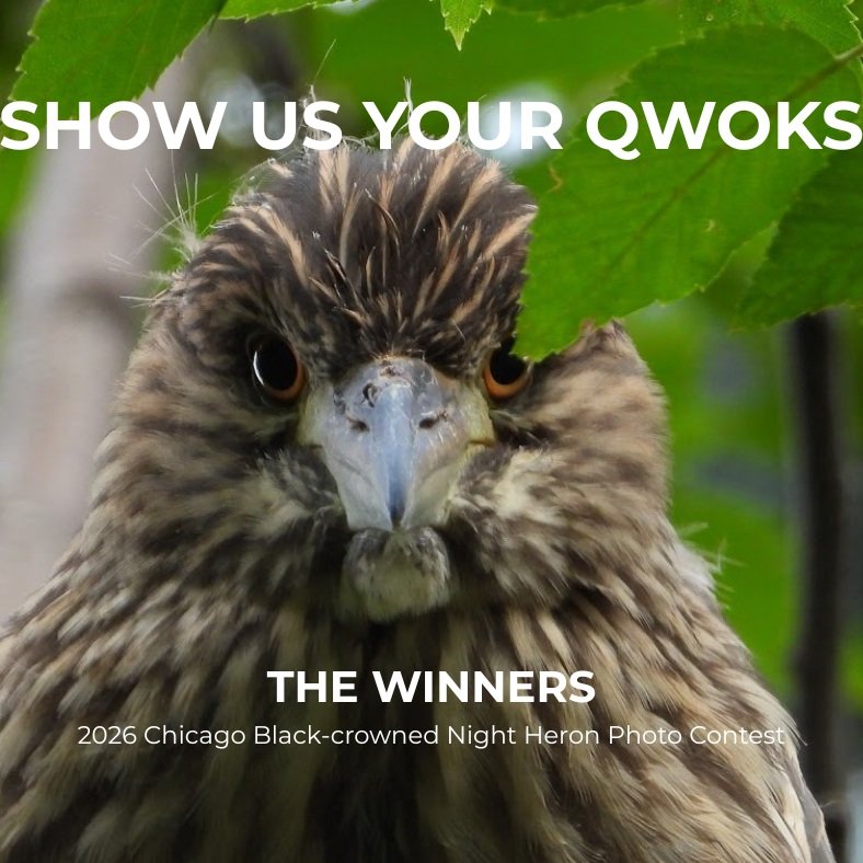 The results are in! 🏆

Meet the five category winners of Show Us Your Qwoks, our first Chicago-region Black-crowned Night Heron photo contest. Photos are shown in the order listed below:

🏆 Best Qwok Portrait: Kenneth Pangburn @kenzopan 
🏆 Juvenil