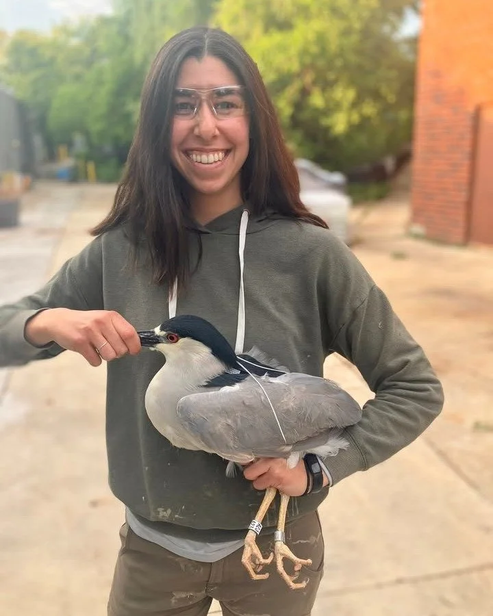 That A23, he sure gets around the Chicago region. 🐧

Swipe through from his banding by Sarah Slayton of UIUC in 2023, to see his tracked movements through July 2025 in the Chicago region, and then two days ago! 

This July, A23 was spotted at Lincol