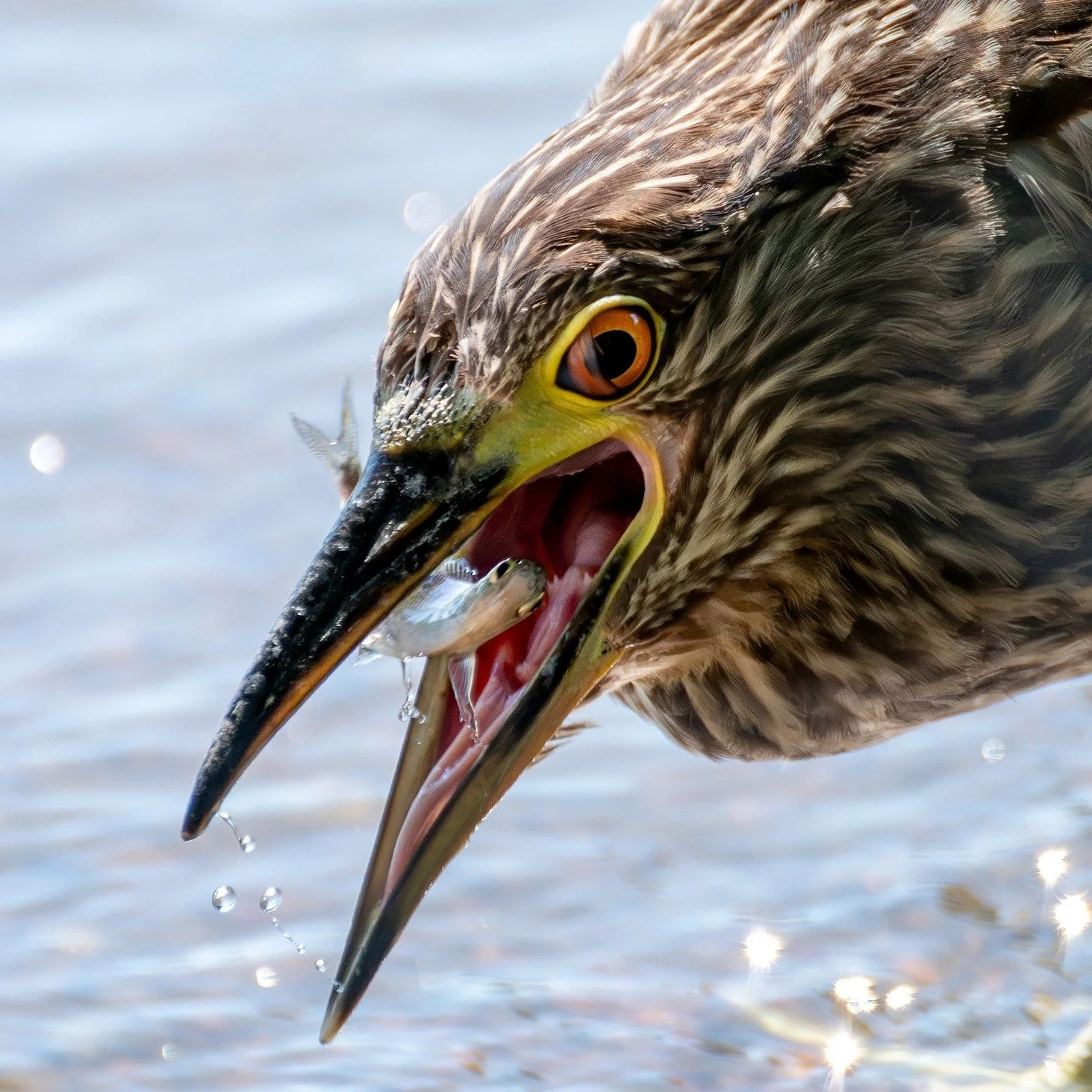 The Qwoks are getting around. 🐧💜

From Montrose to Humboldt Park, River Park to Osaka Garden, and across the region, people are spotting Black-crowned Night Herons and sharing them with us. 📷

Every photo adds another piece to the story of these b