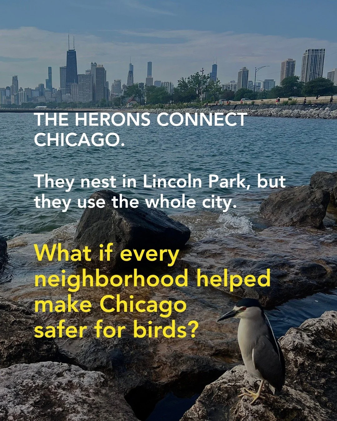 When we went to DuPage Wildlife Conservation Center to release B20, we were reminded of something important: bird collisions aren't just a downtown skyscraper problem.

Birds hit windows in homes, schools, offices and community buildings across Chica