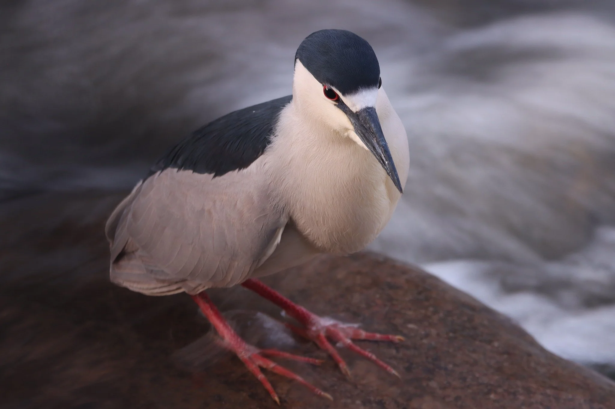 🚨 Immediate action alert!

Help Black-crowned Night Herons and other wildlife by speaking up for clean water. The deadline is tomorrow, October 9.

Some streams and wetlands could lose federal protections. These waters provide habitat and help prote