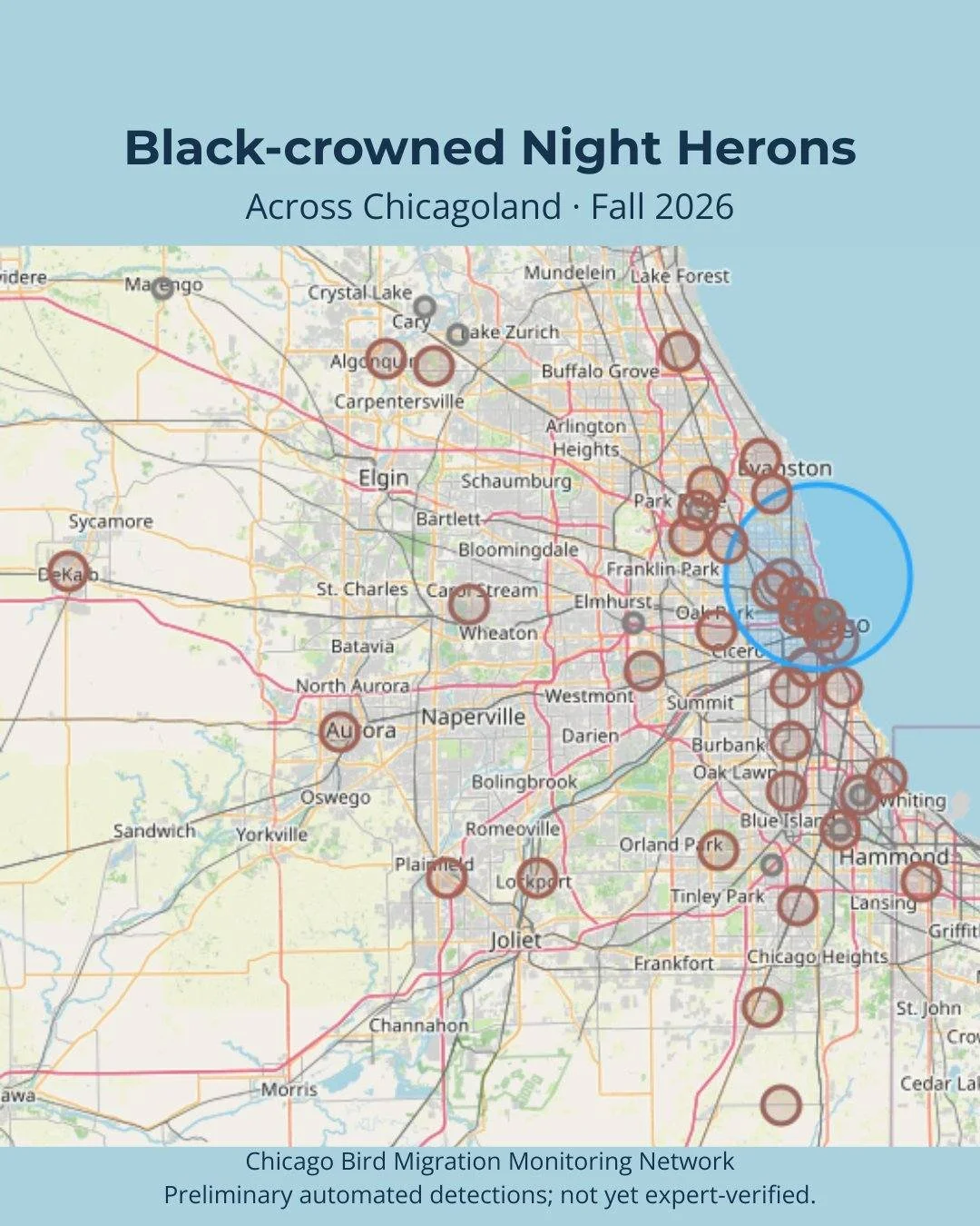 Black-crowned Night Herons across Chicagoland! 🌙

Look at that spread!

This fall 2026 snapshot from the Chicago Bird Migration Monitoring Network shows potential detections of Illinois-endangered Black-crowned Night Herons at listening sites across