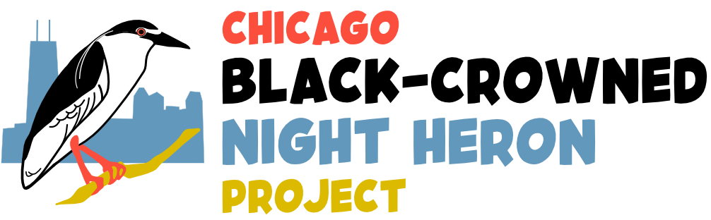 Chicago Black-crowned Night Heron Project