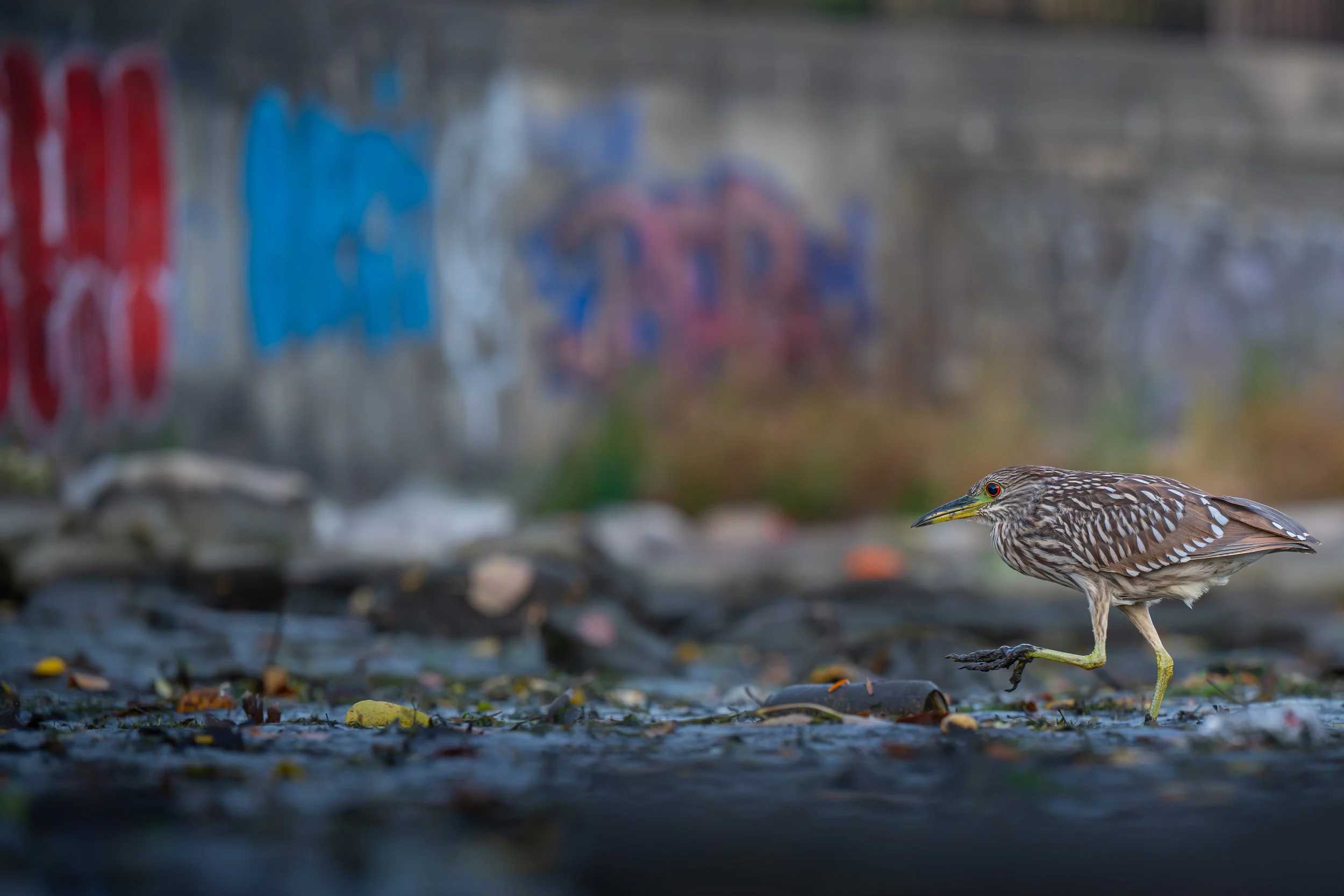 _DSC1834-2 Matthew Dolkart River Park 10.28.2025.jpg