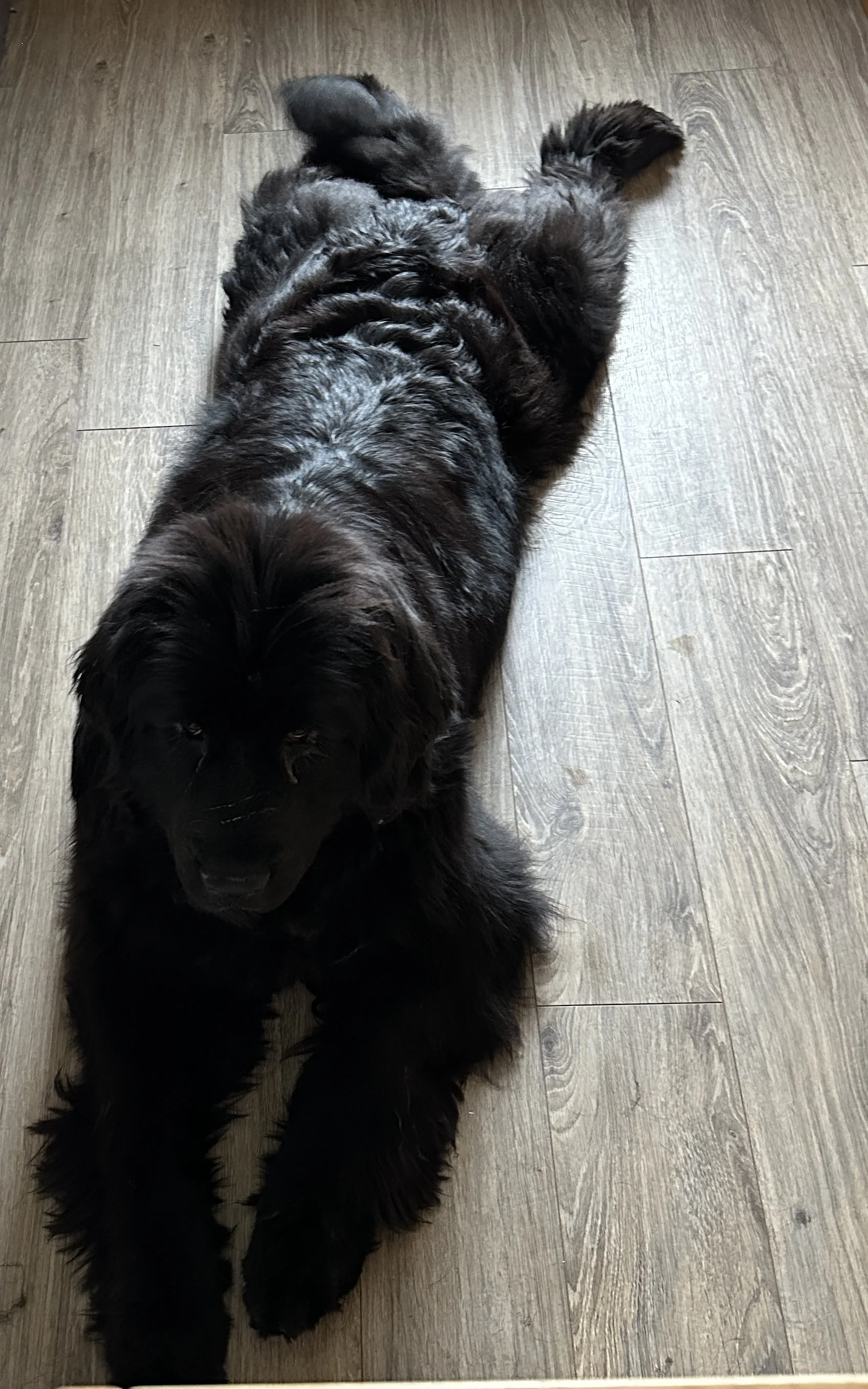 A large black dog lying on a wooden floor, facing downward.