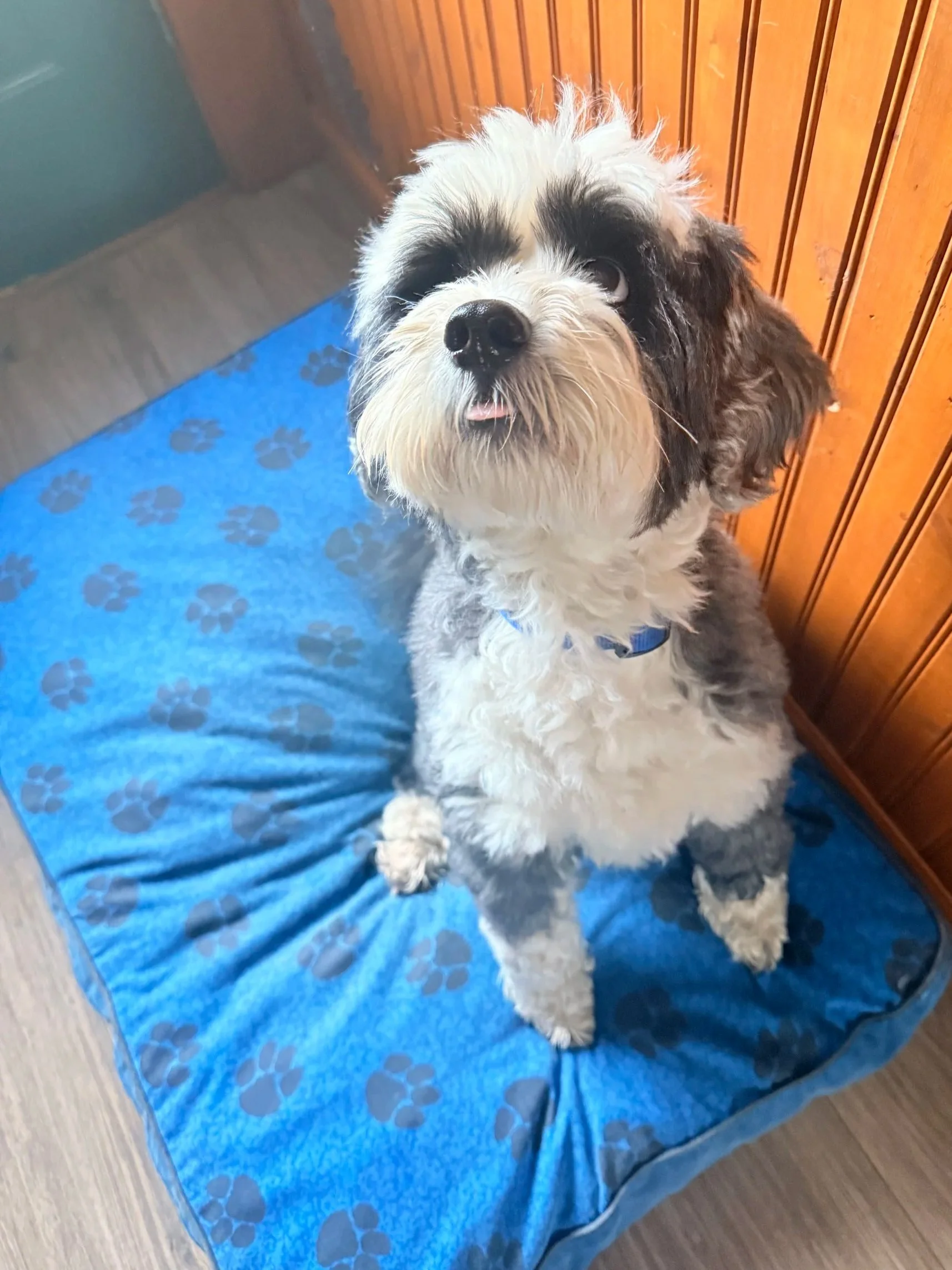 dog on the bed for boarding