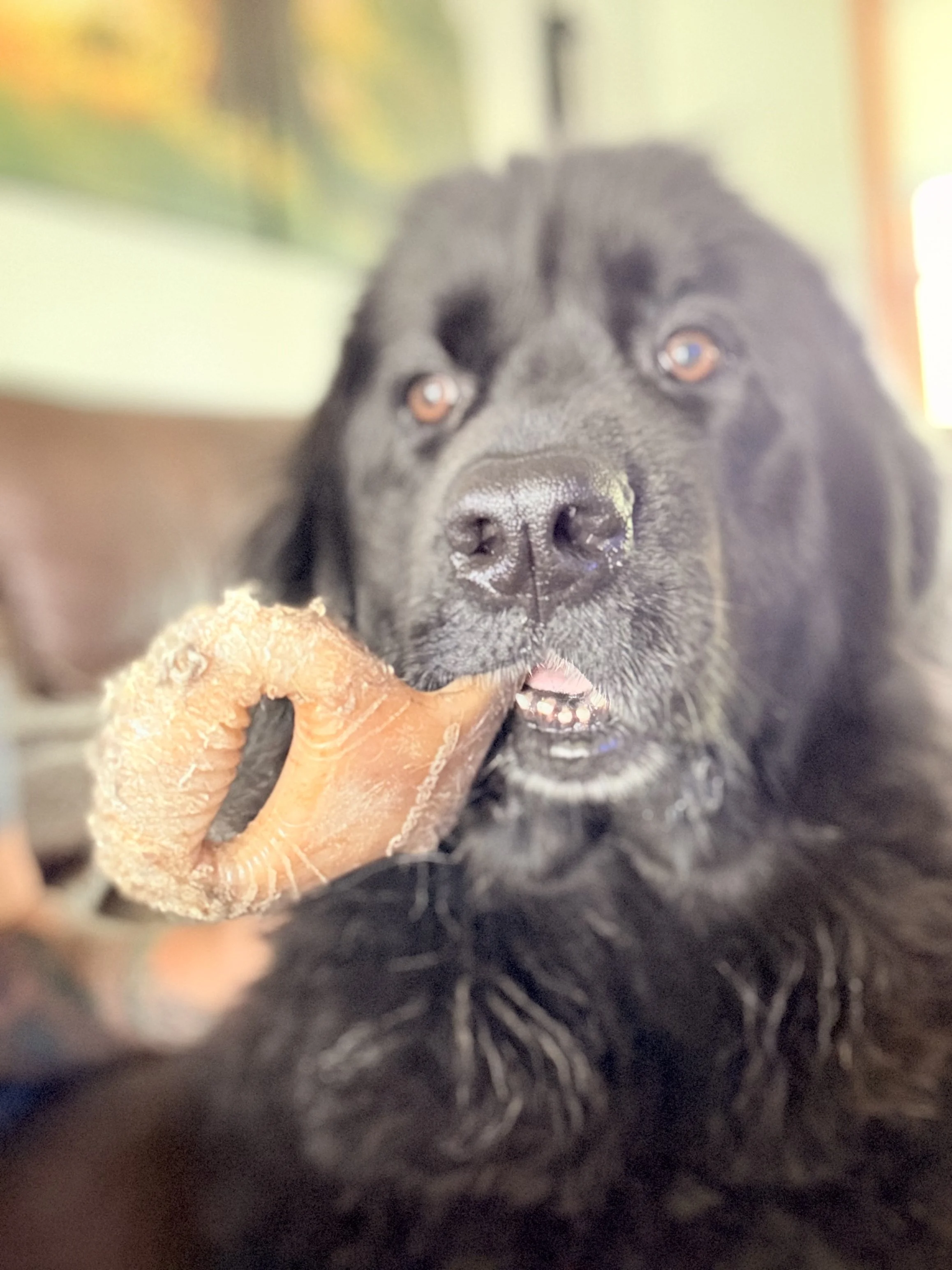 A black Labrador Retriever dog with brown eyes chewing on a large, light brown rawhide bone.