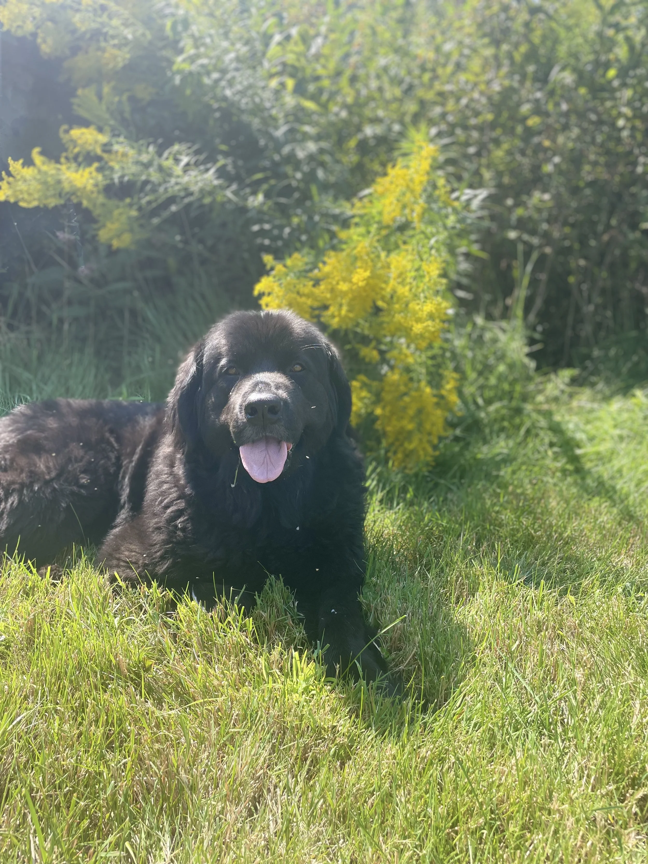 A black puppy lying on green grass in front of yellow flowers and green shrubs in a sunny outdoor setting.