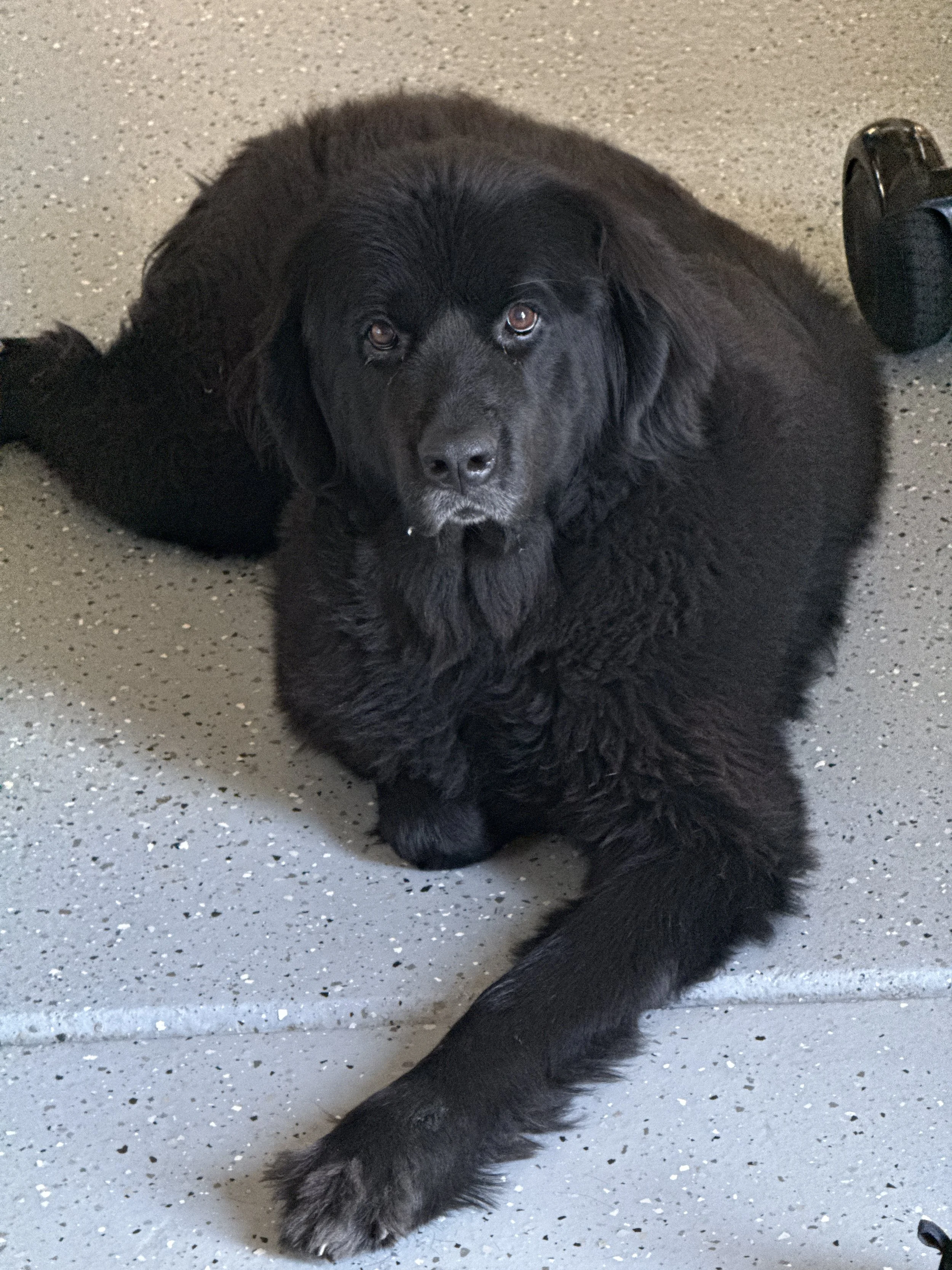Black dog lying on a speckled gray floor, looking at the camera with brown eyes, with a black object to the right.
