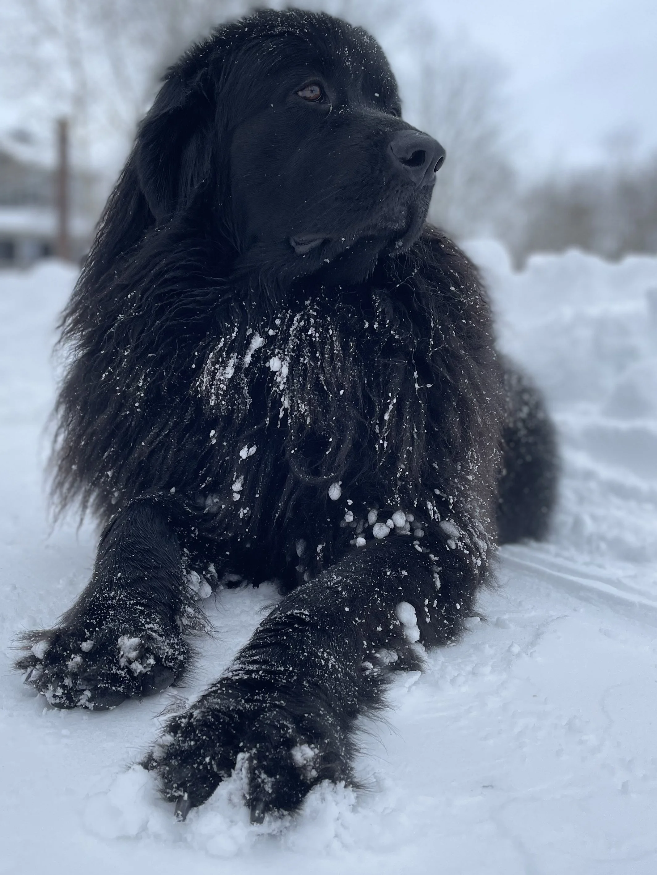 A black dog, likely a retriever, lying in the snow with snow on its fur, gazing into the distance.