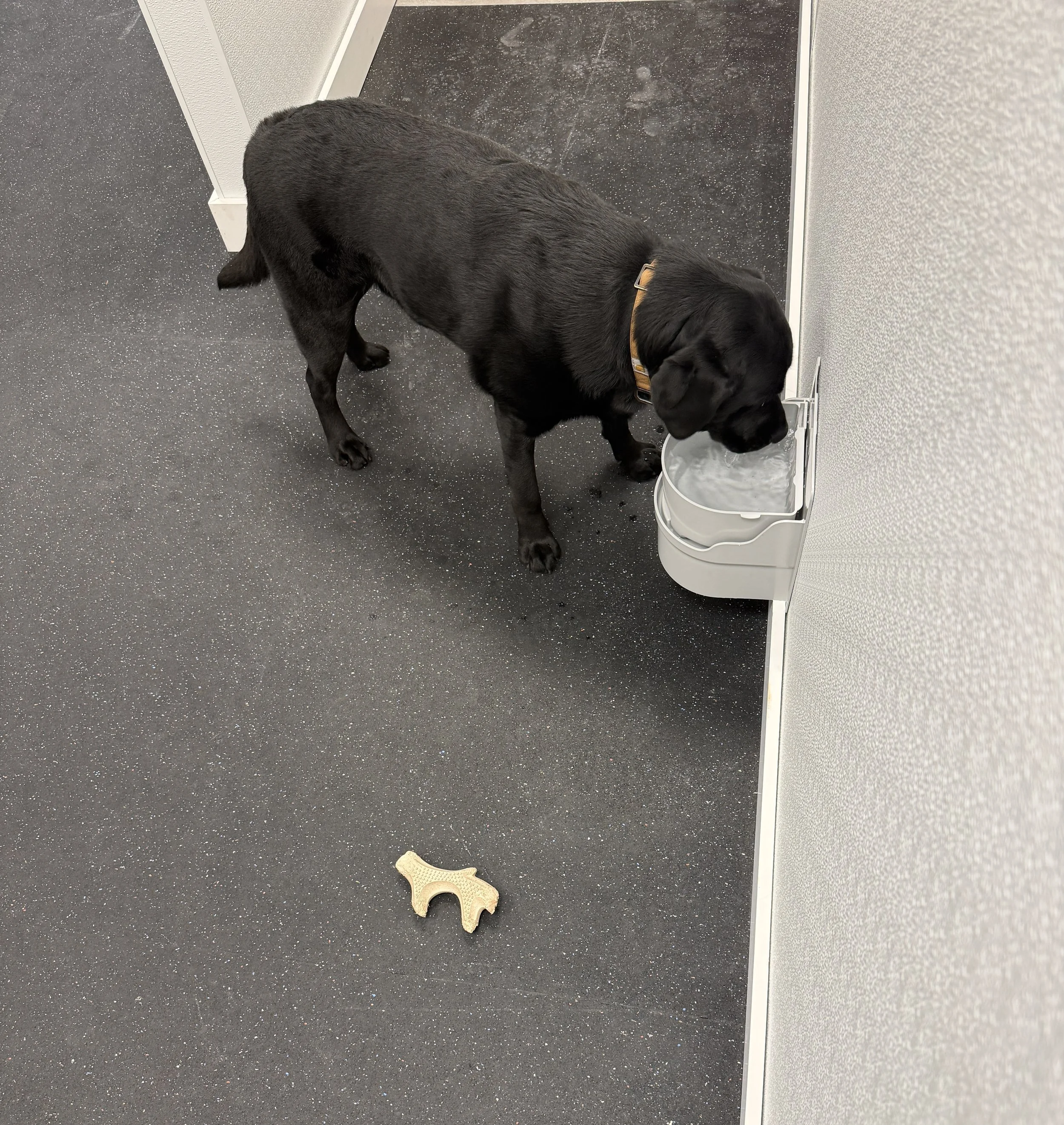 A black Labrador dog drinking water from a water fountain on a speckled black floor, with a small beige object on the floor nearby.