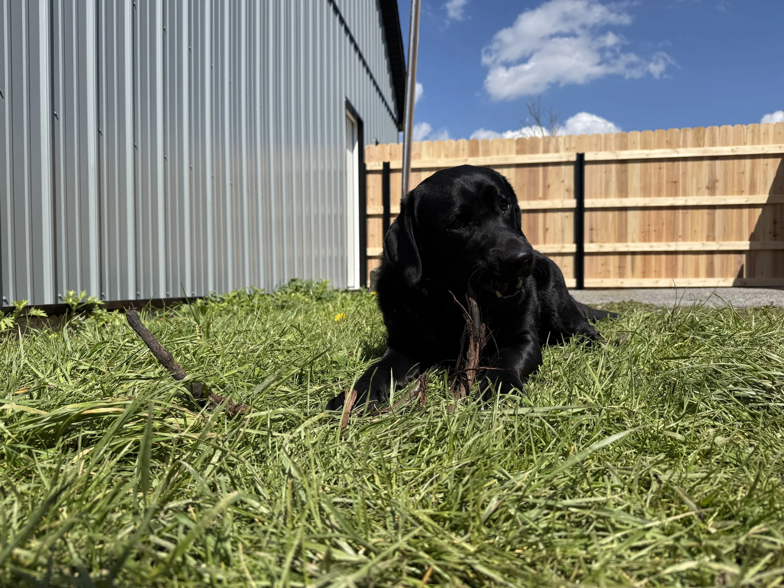 A black Labrador puppy lying on green grass in a backyard, with a metal building on the left and a wooden fence in the background, under a partly cloudy blue sky.