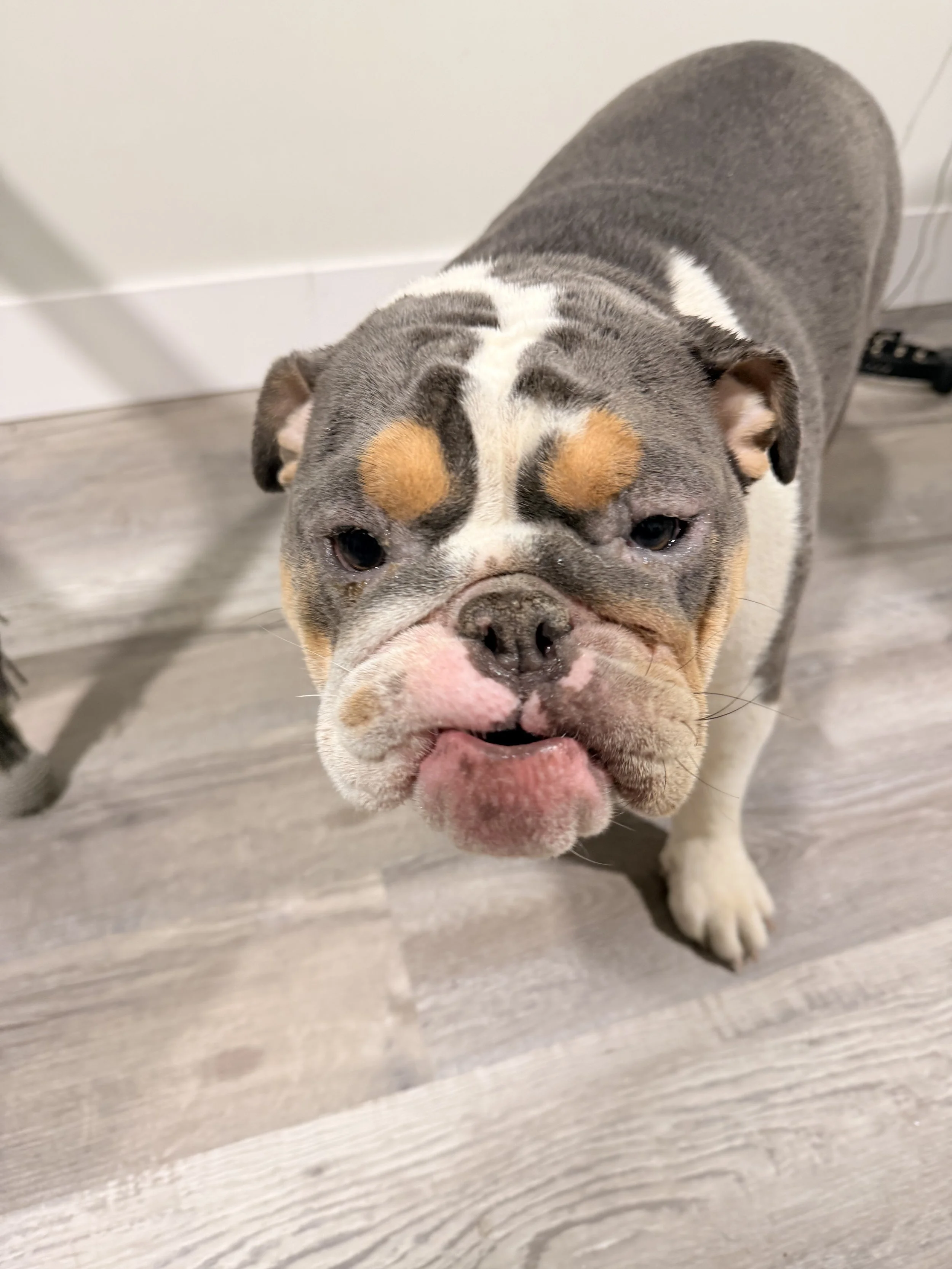 dog playing at daycare