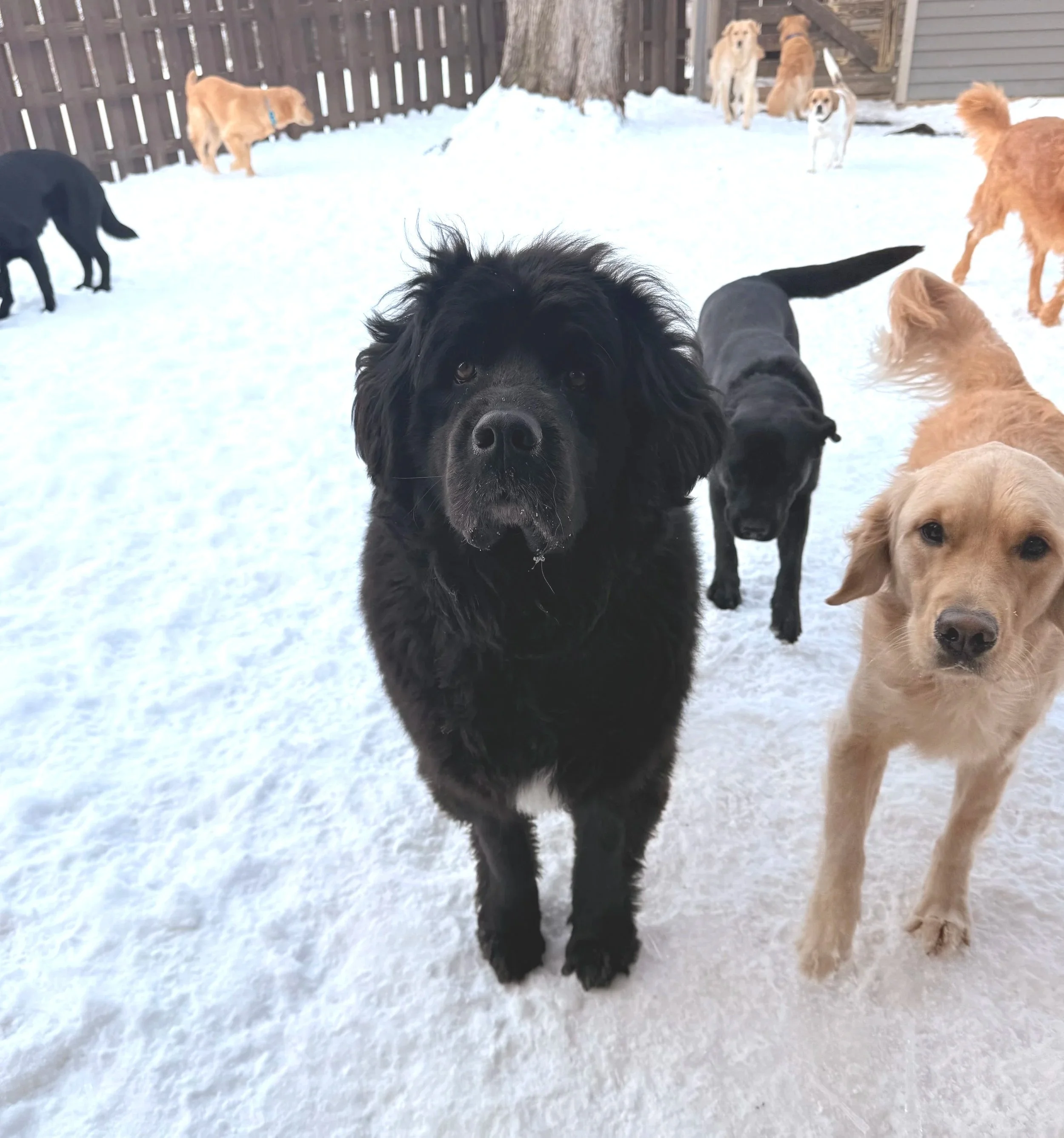 dogs outside for daycare and boarding kennel
