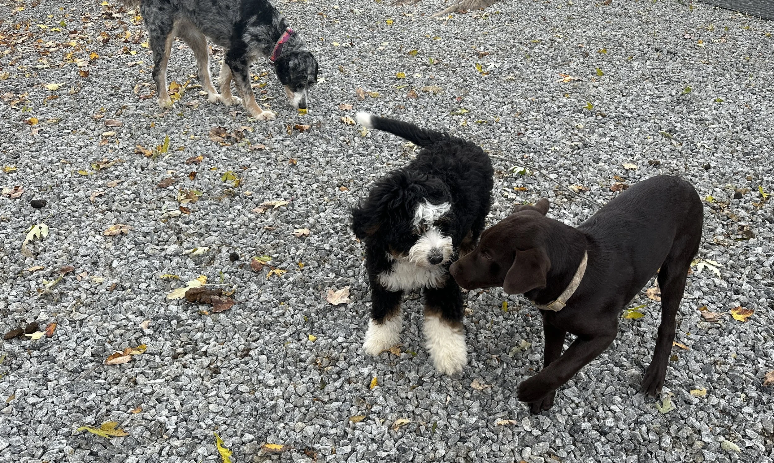 dogs playing outside on the stones