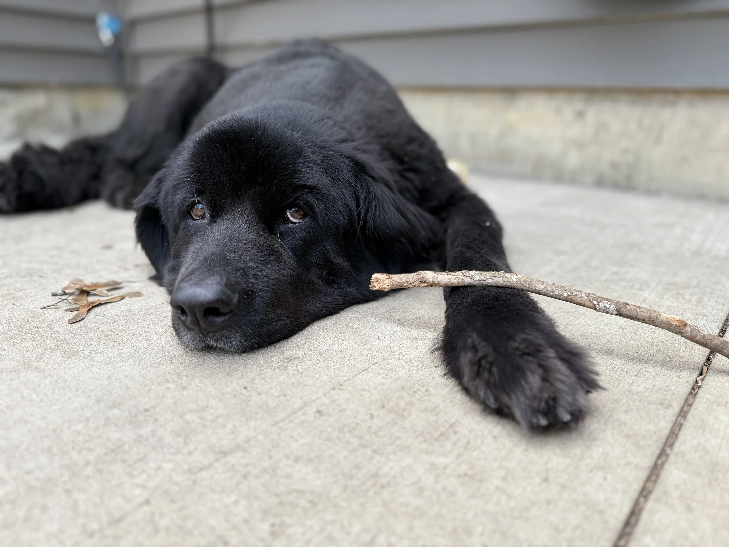 Black puppy lying on a concrete surface with a stick in front of it and dried leaves nearby.