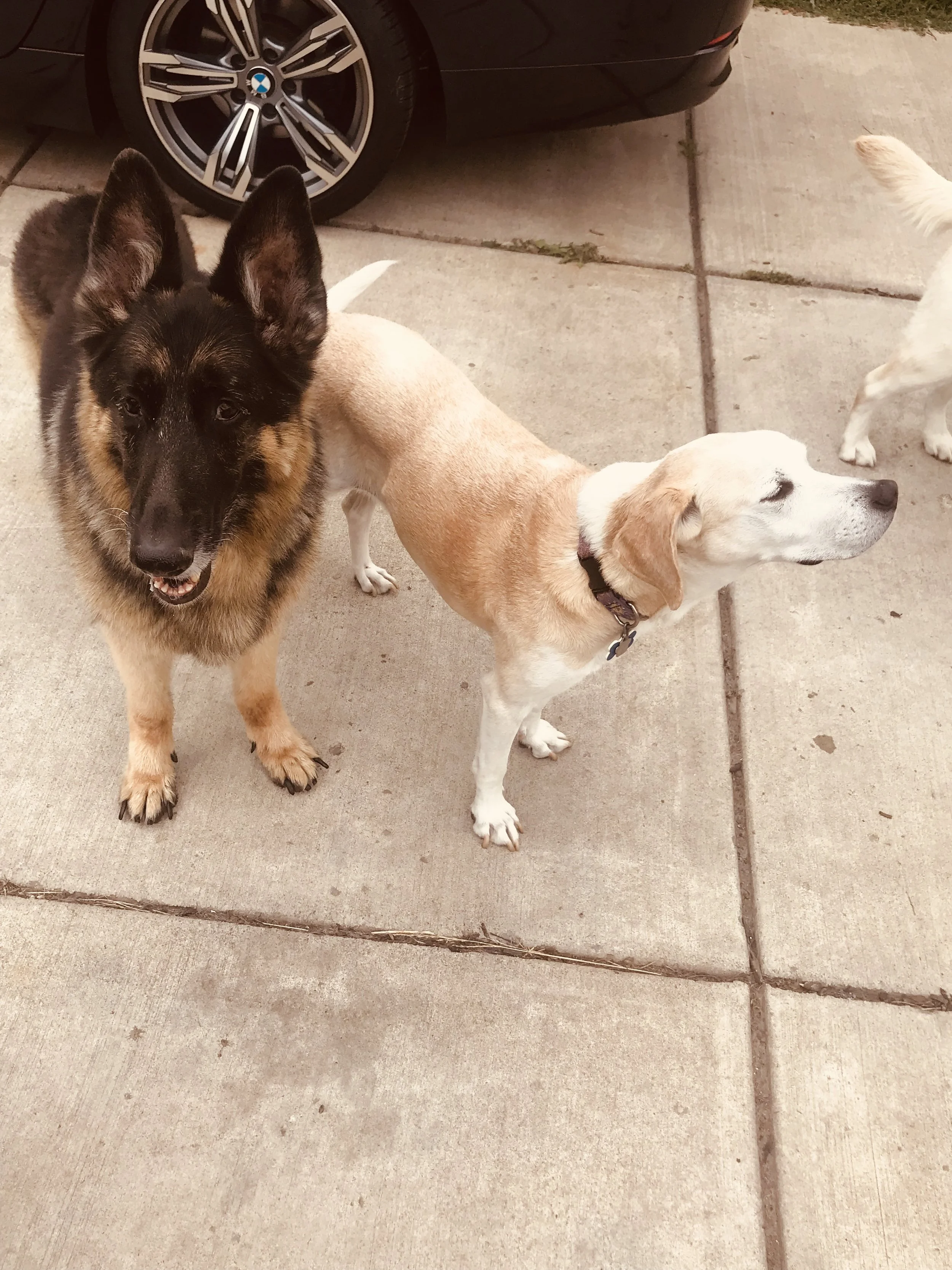 Memphis playing outside with other dogs