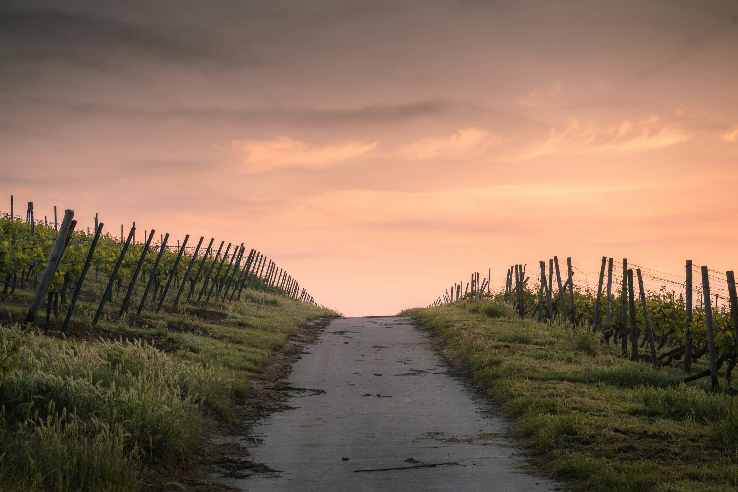 A dirt path in a vineyard at sunset with rows of grapevines supported by wooden stakes on either side, and a colorful sky with pink, orange, and gray clouds overhead.
