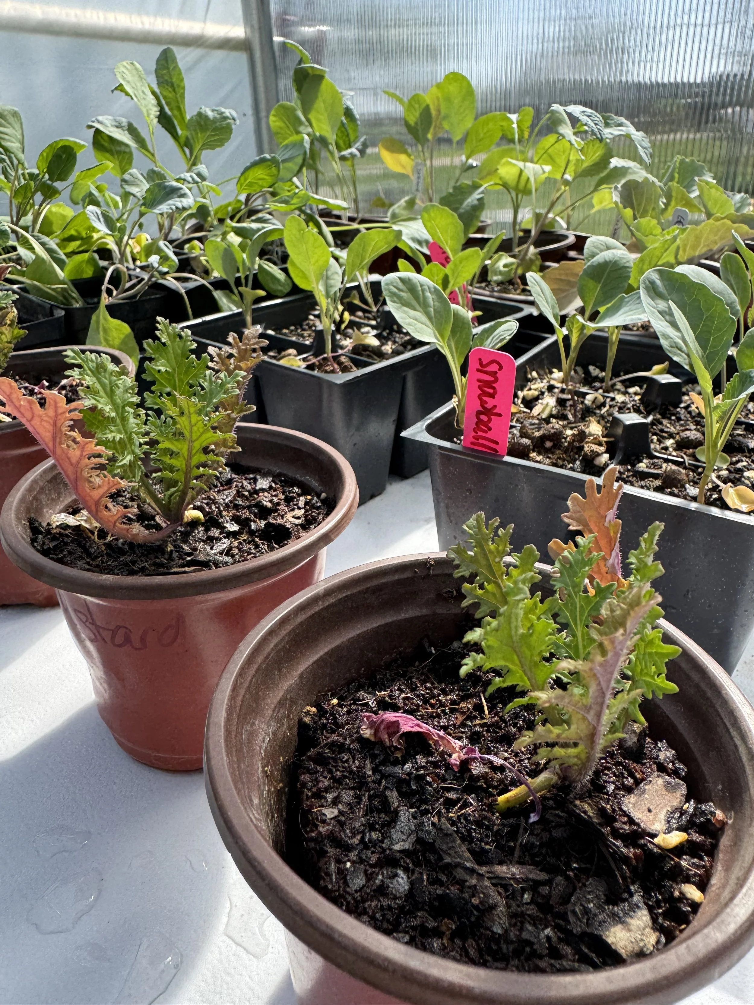 Potted plants growing in soil on a sunny windowsill, with some labeled with pink tags. The plants have green, leafy foliage and appear to be in different stages of growth.