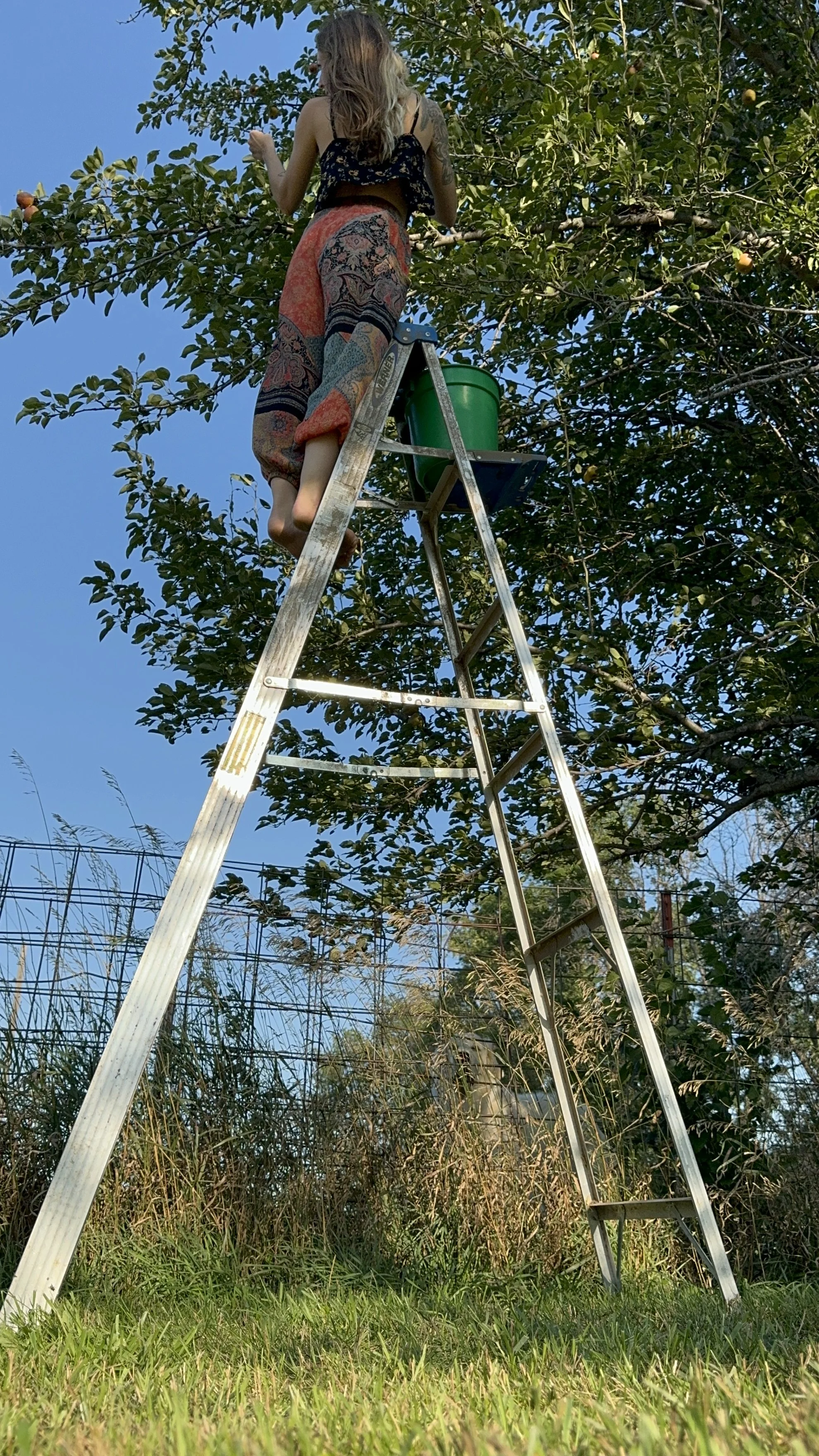 A person standing on a ladder picking apples from a tree outdoors during daytime.