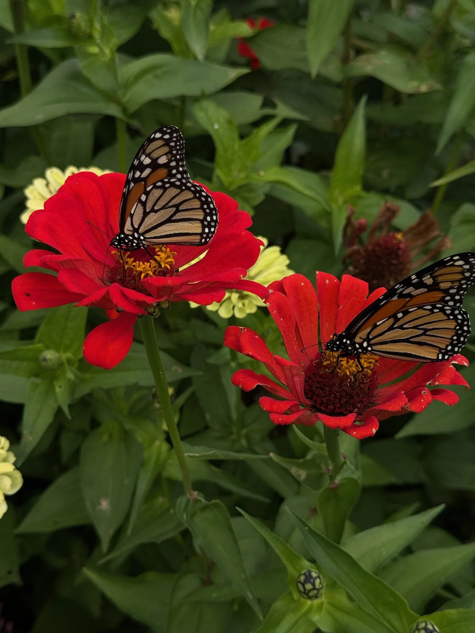 Two monarch butterflies perched on red and yellow flowers among green leaves, with a blurred background.