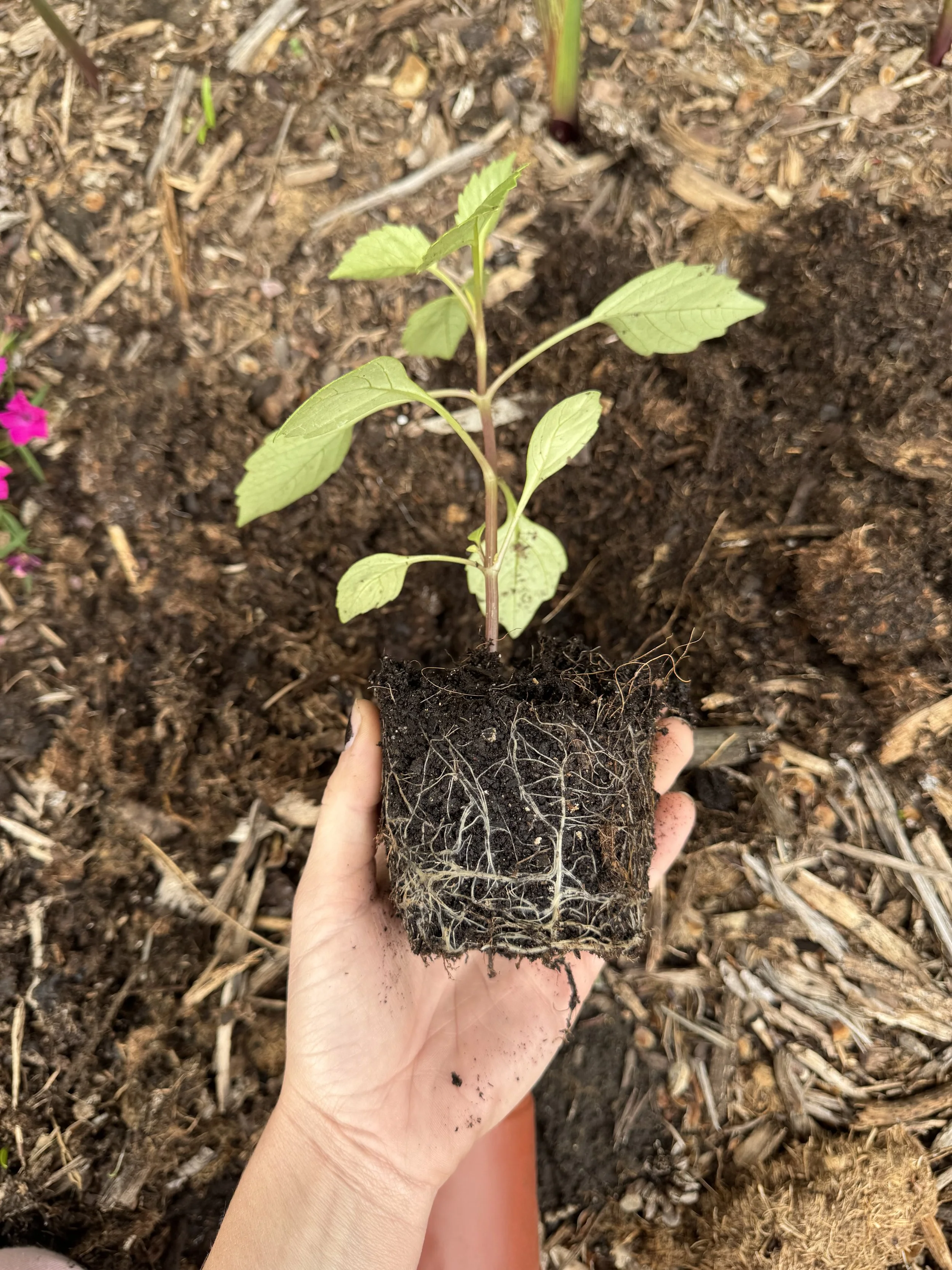 A young plant with green leaves is being held in a hand over soil, showing its root system for planting or transplanting.