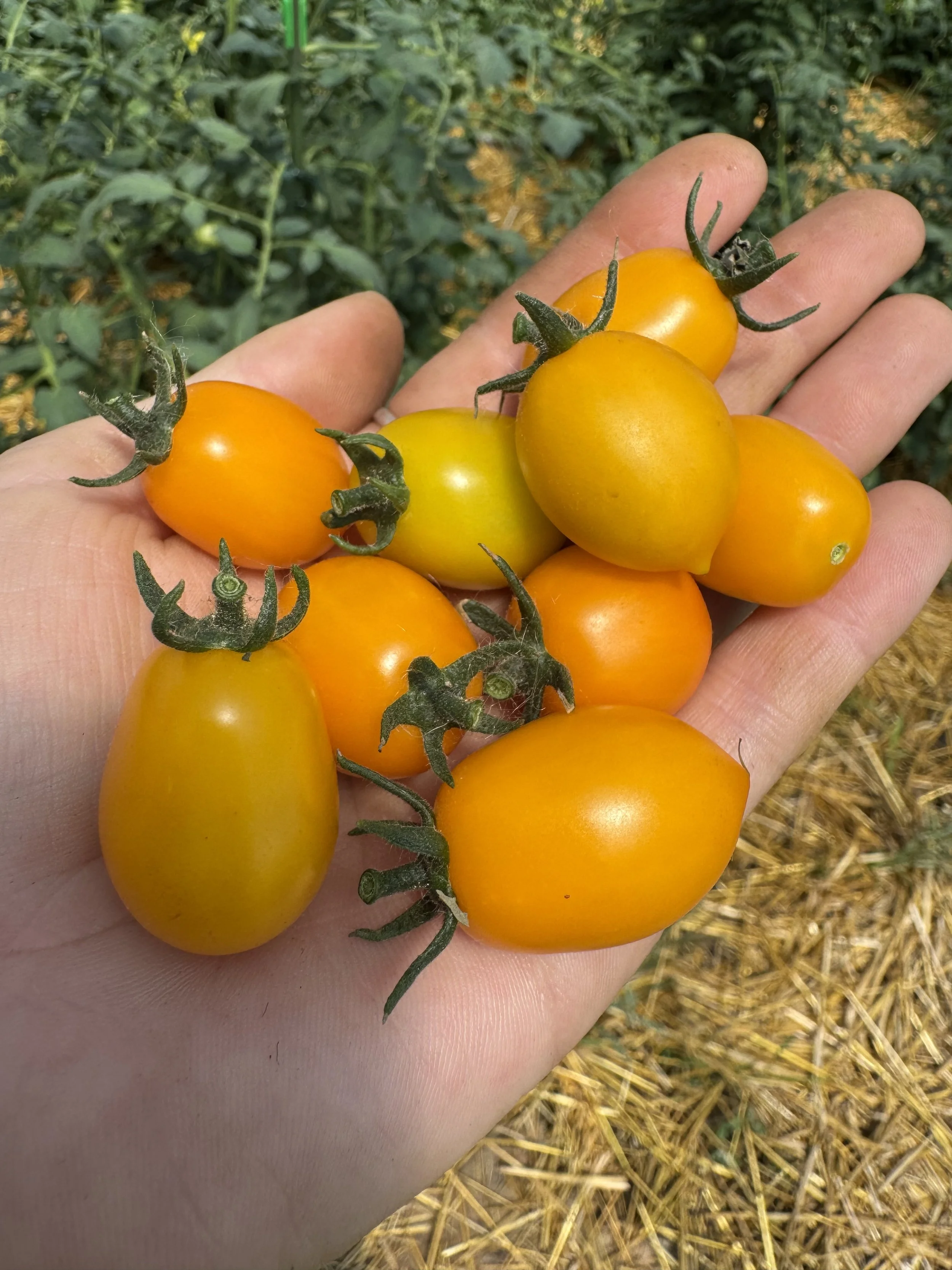 Person holding a bunch of small, ripe yellow and orange tomatoes in their hand outdoors.
