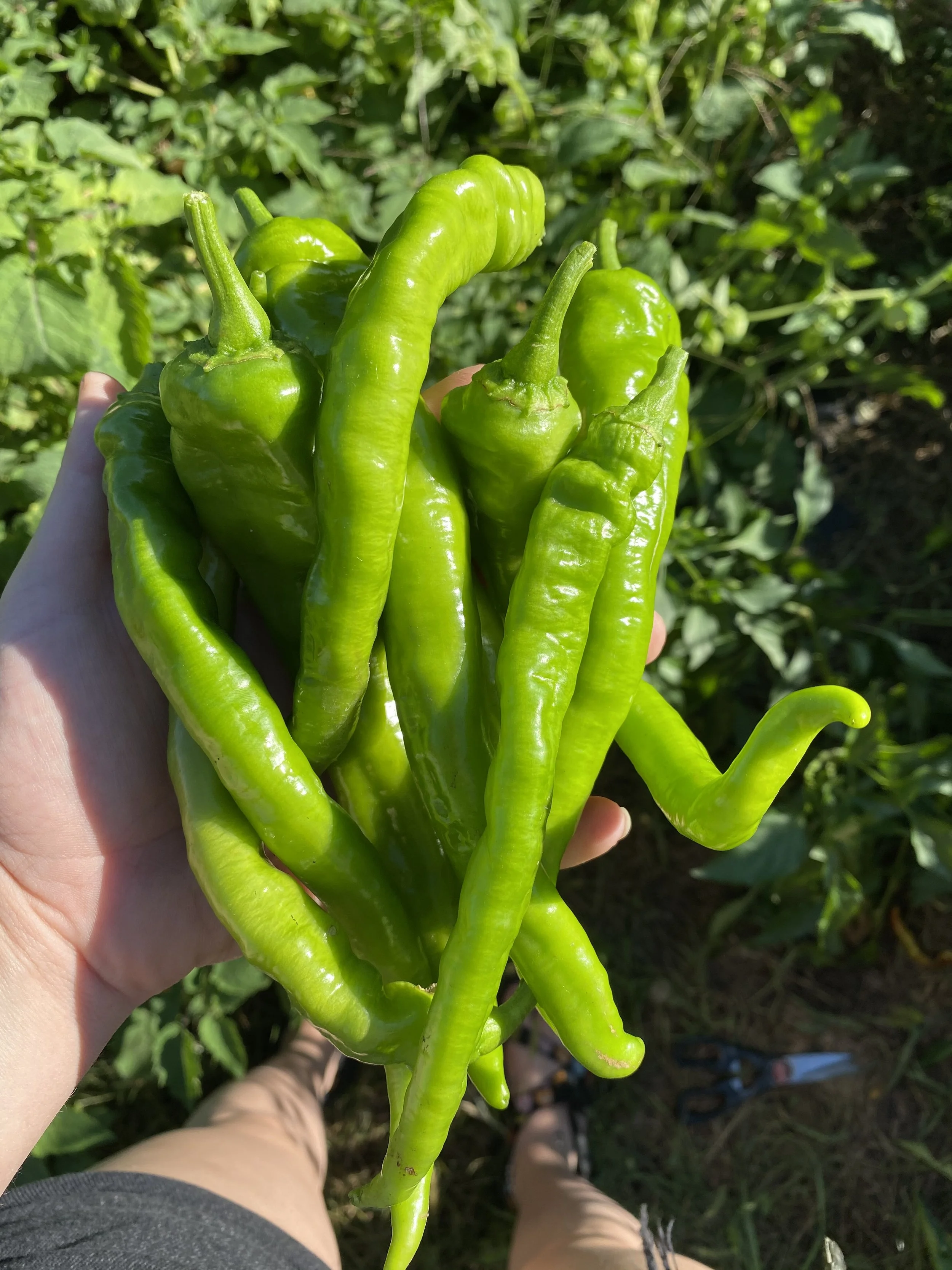 Green chili peppers held in hand, outdoors with green foliage in the background.