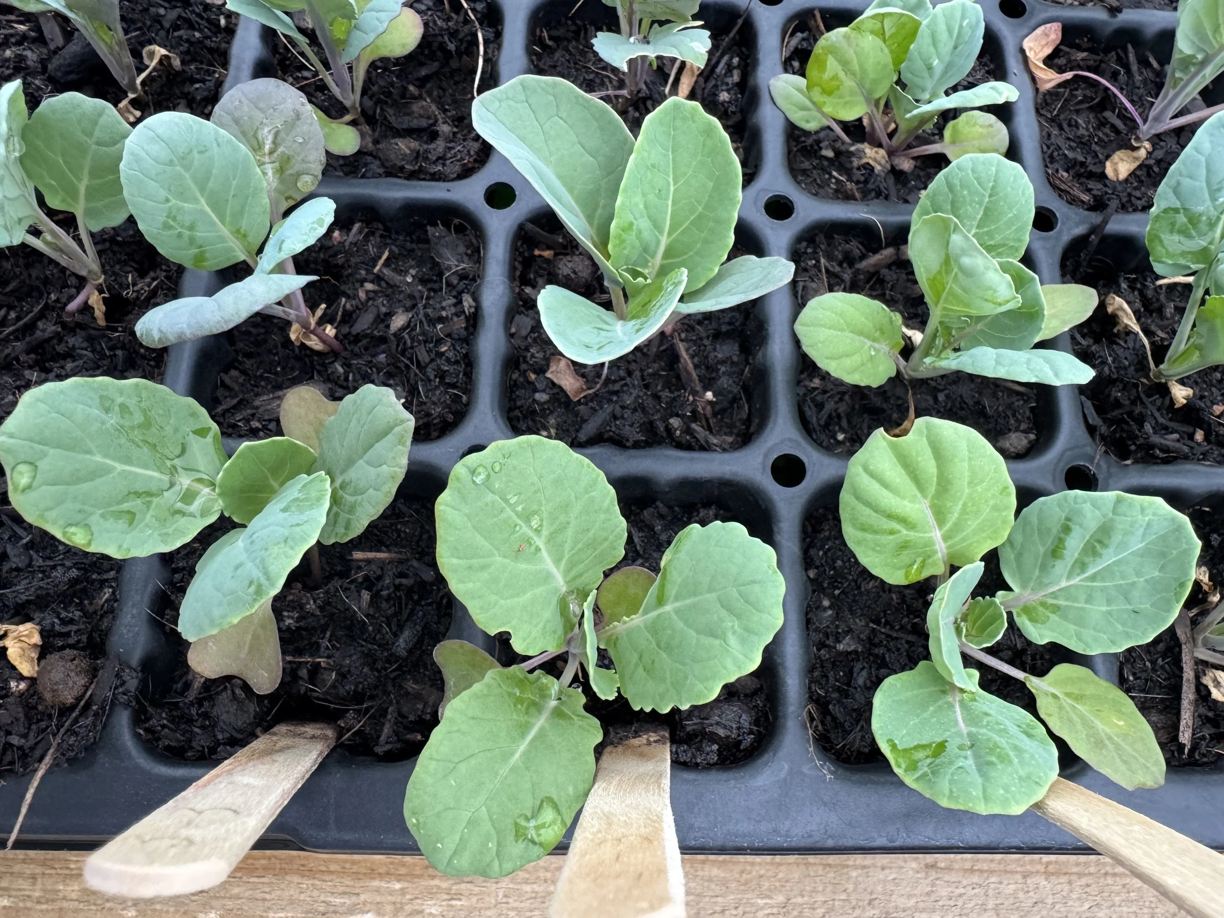 Seed Starting Service