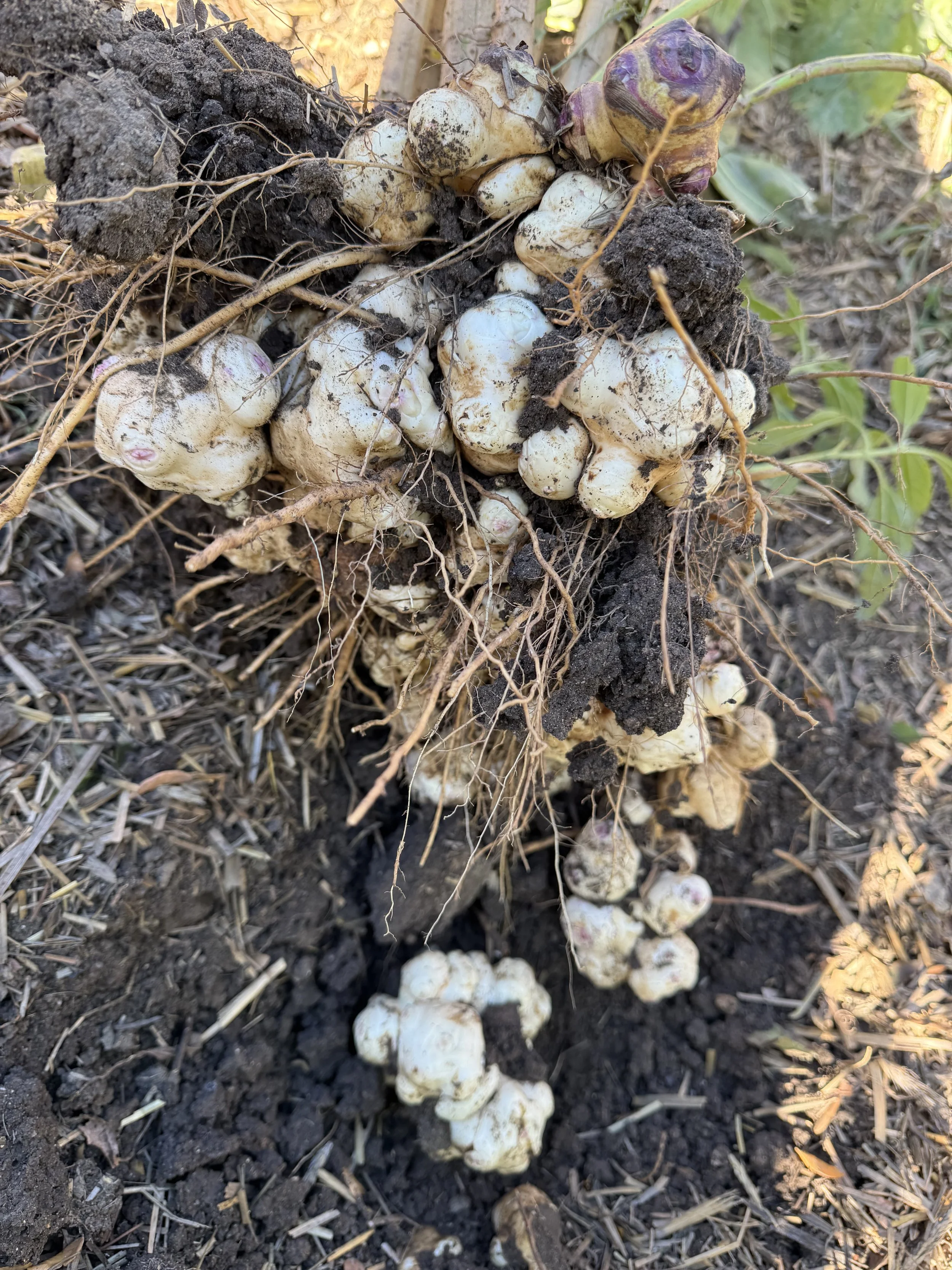 Roots and tubers of Jerusalem artichoke (sunchoke) plant growing underground with dirt and soil around.