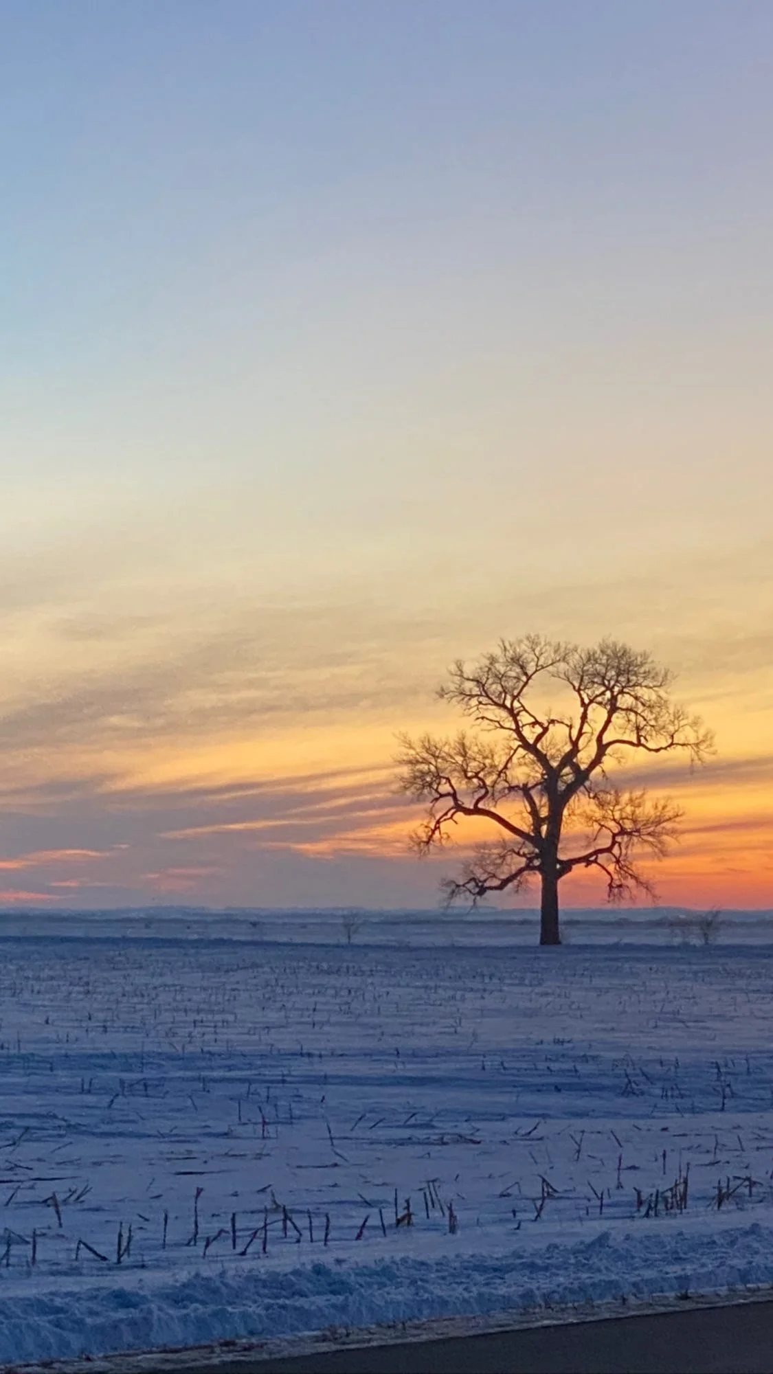 A solitary leafless tree in a snow-covered field at sunset, with a colorful sky featuring shades of yellow, orange, and blue.
