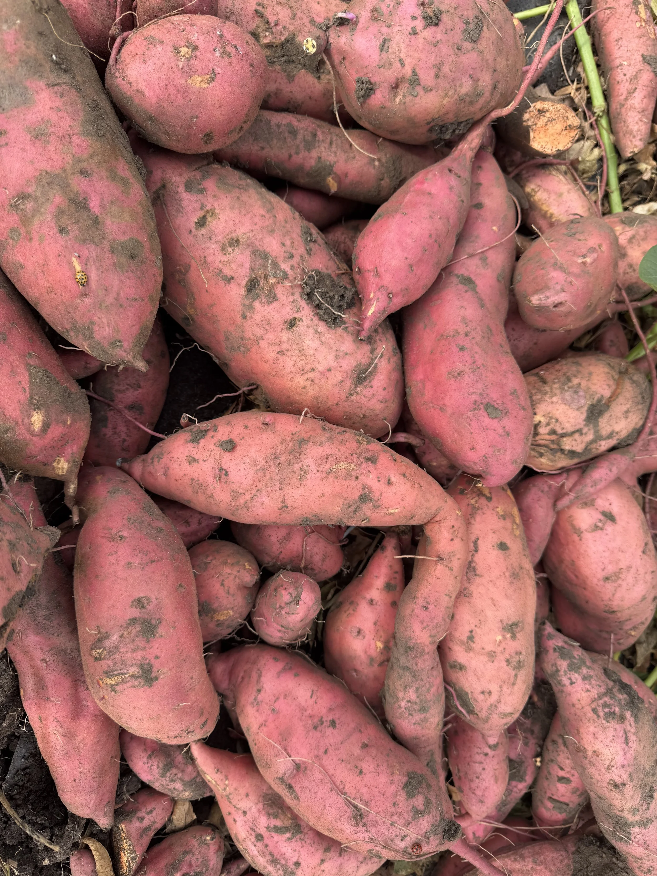 A pile of freshly dug sweet potatoes covered in dirt and soil.