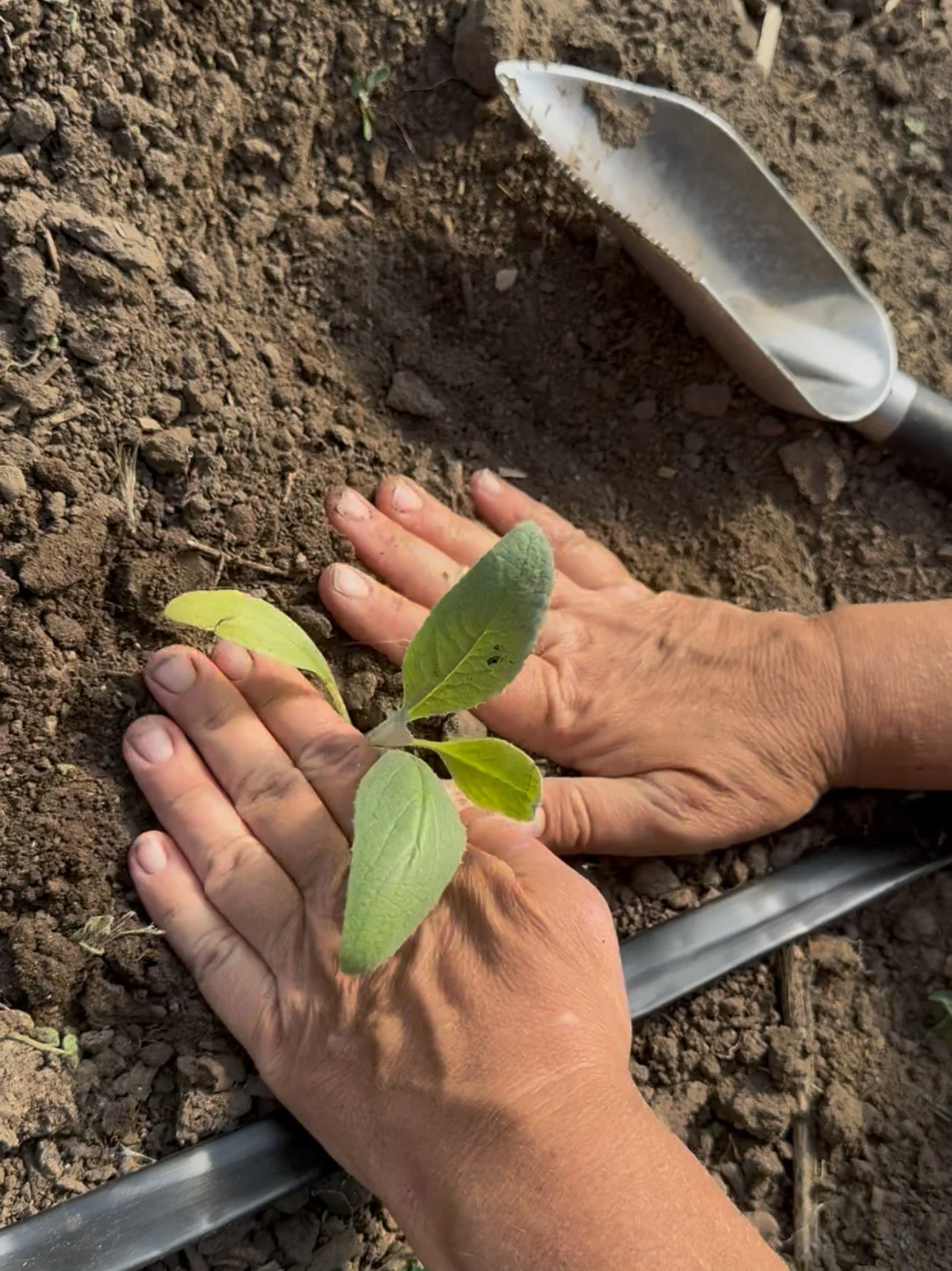 A person planting a small green seedling in the soil, with a garden trowel nearby.