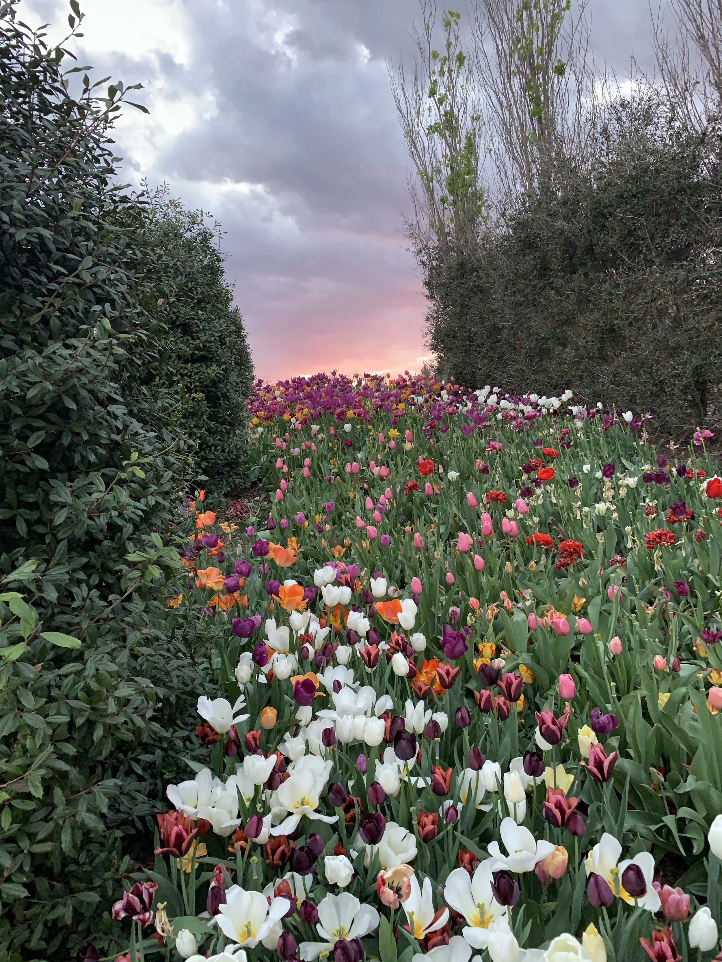 Complementary Consultation