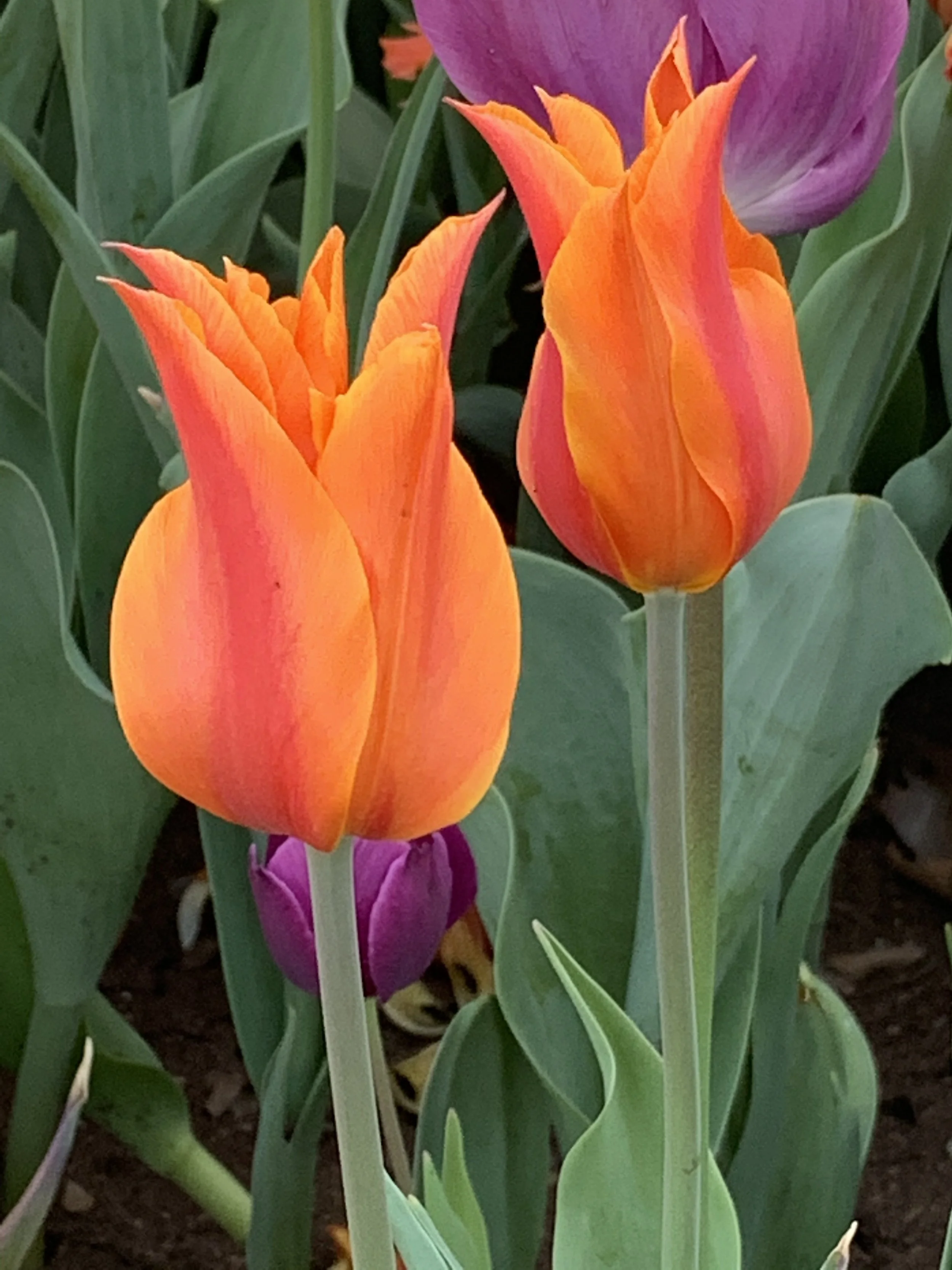 Solar Return Reading