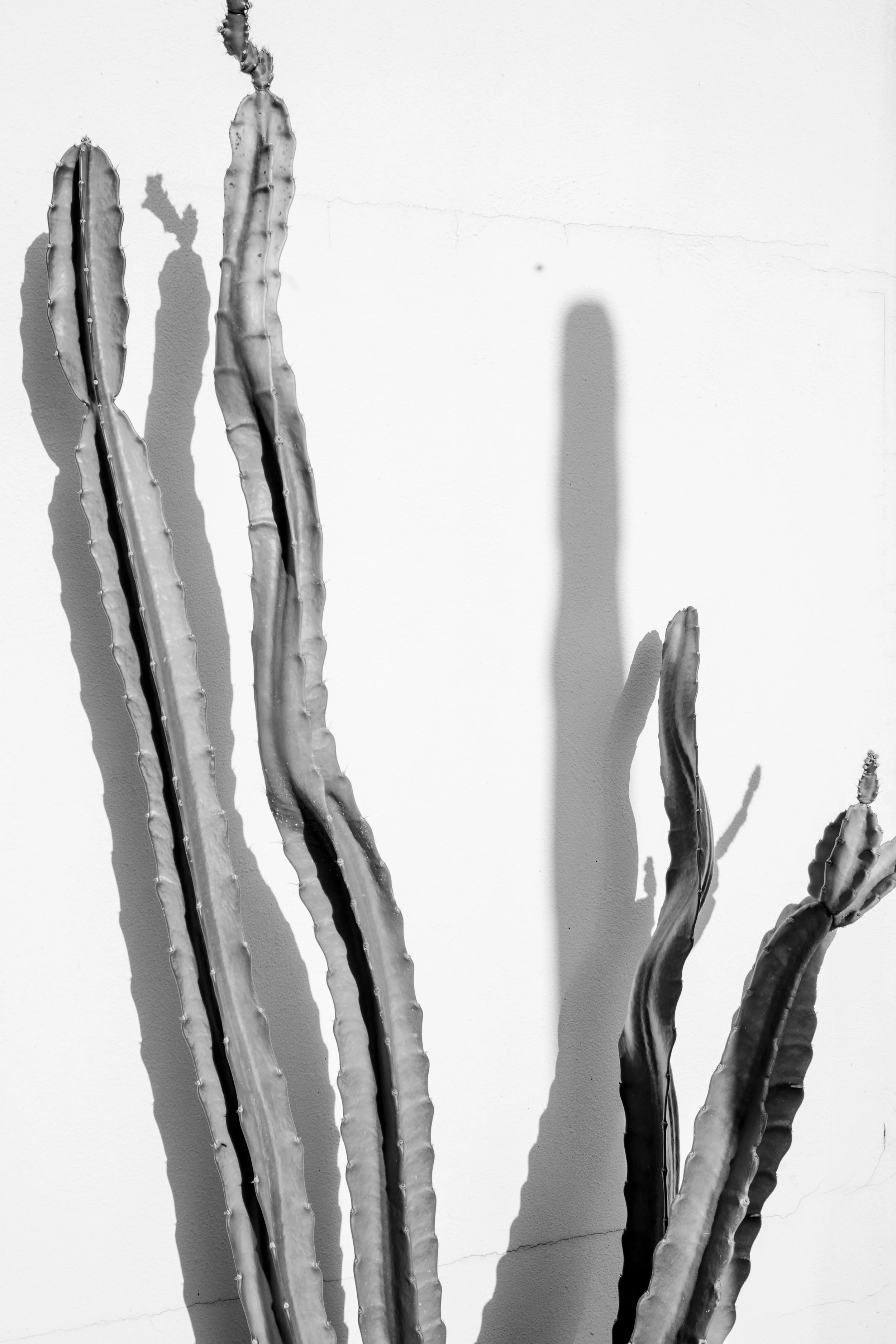 Cactus en blanco y negro en una pared con sombras marcadas.