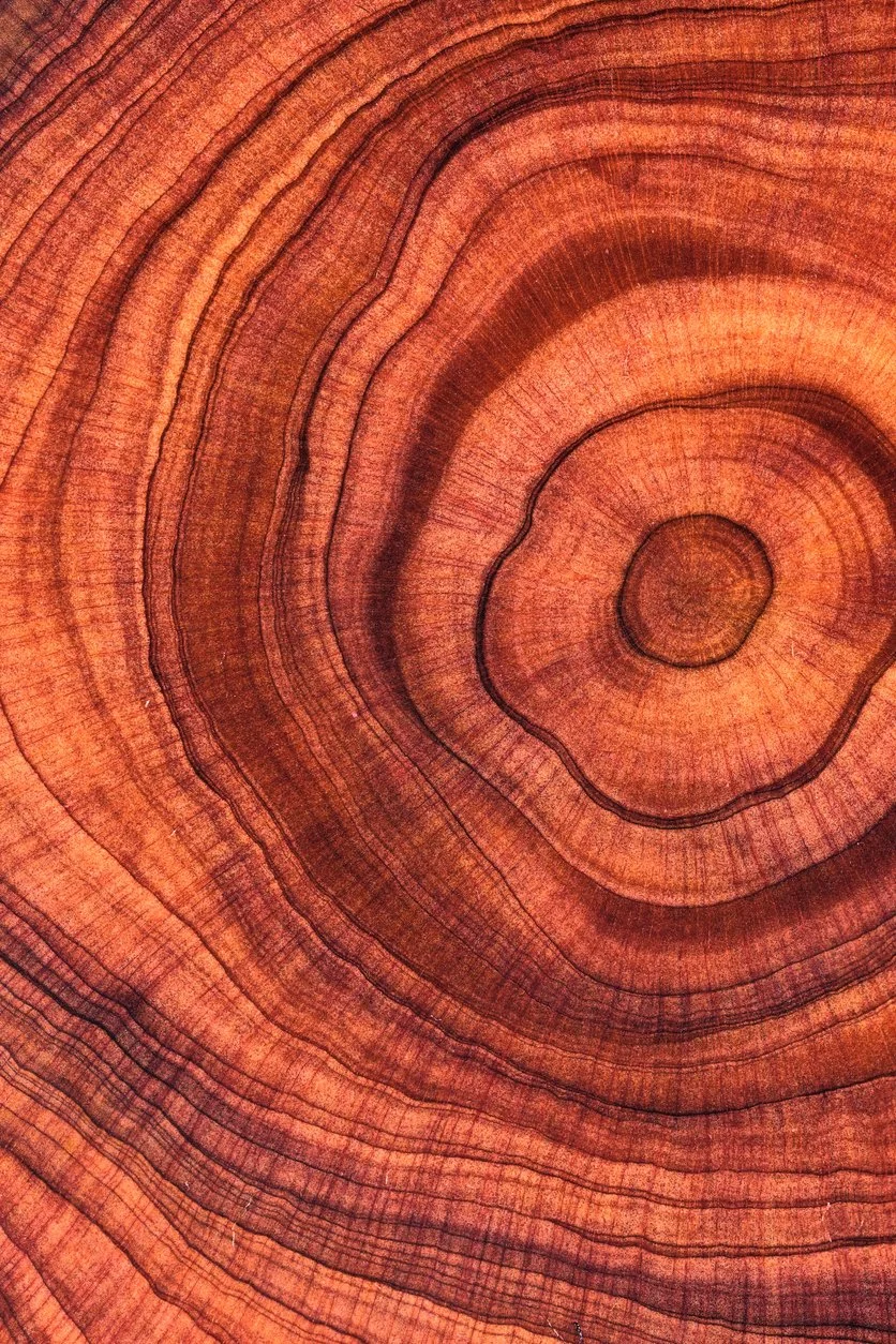 Cross section of wood grain