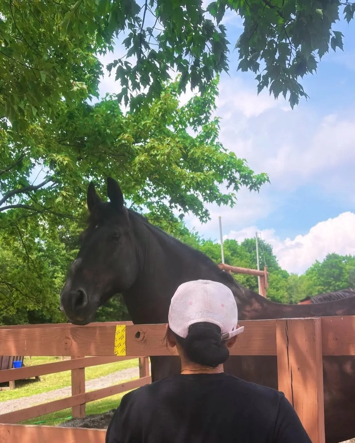 A person with a white cap and black shirt is looking at a black horse behind a wooden fence in a green outdoor setting with trees and blue sky.