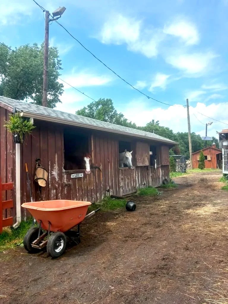 Barn with three horses peeking out of stalls, a wheelbarrow, and farm equipment in a rural setting.
